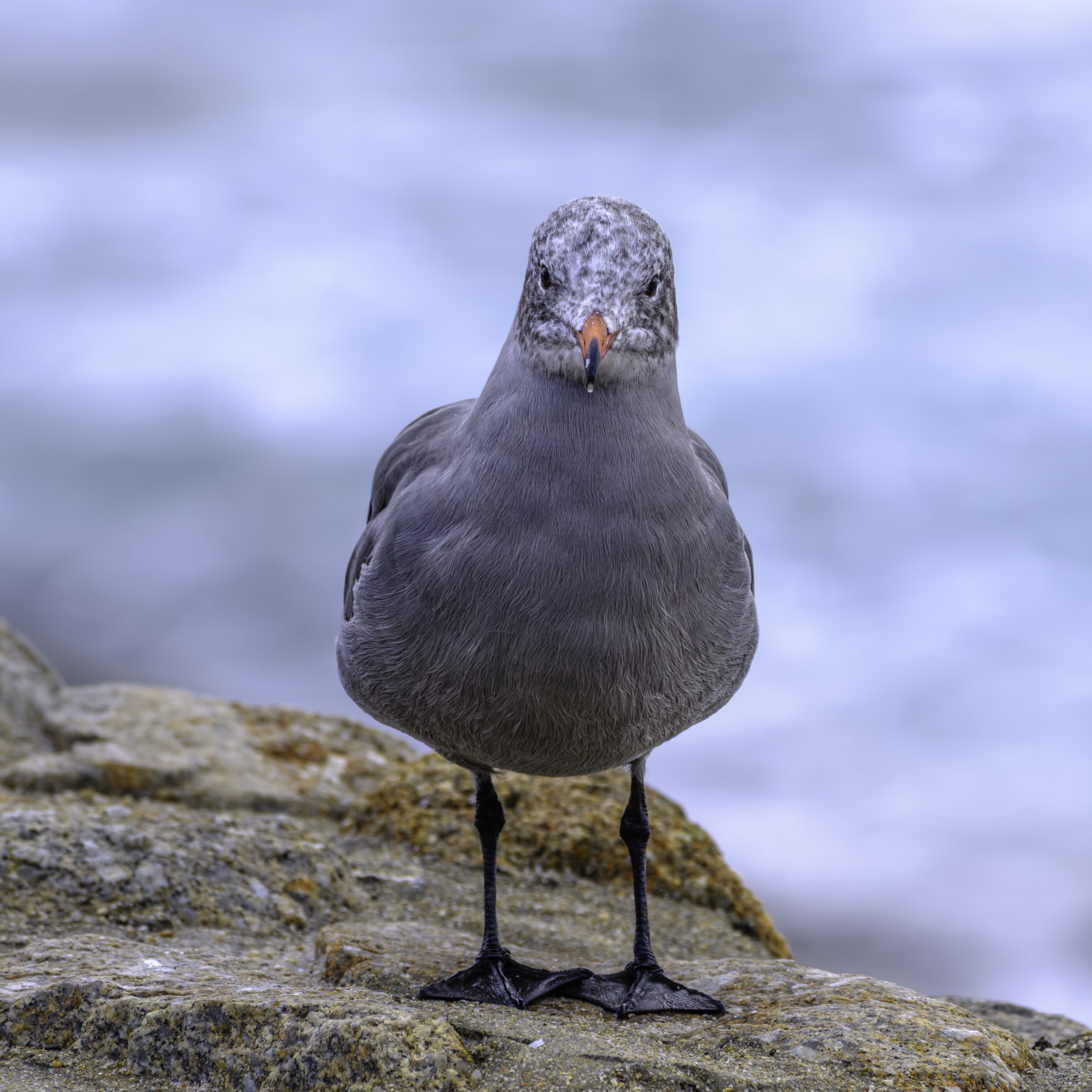 A Heermann's Gull stands on a weathered rock, its orange beak and black legs contrasting with the soft blue water behind it.