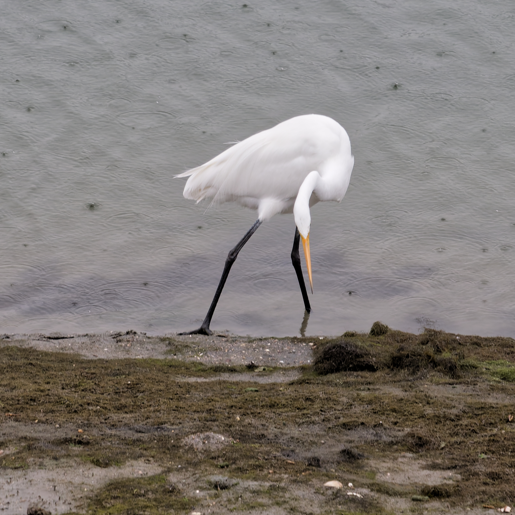 A Great Egret with a yellow beak and black legs bends its neck down to the water's edge on a muddy, seaweed-strewn shore.