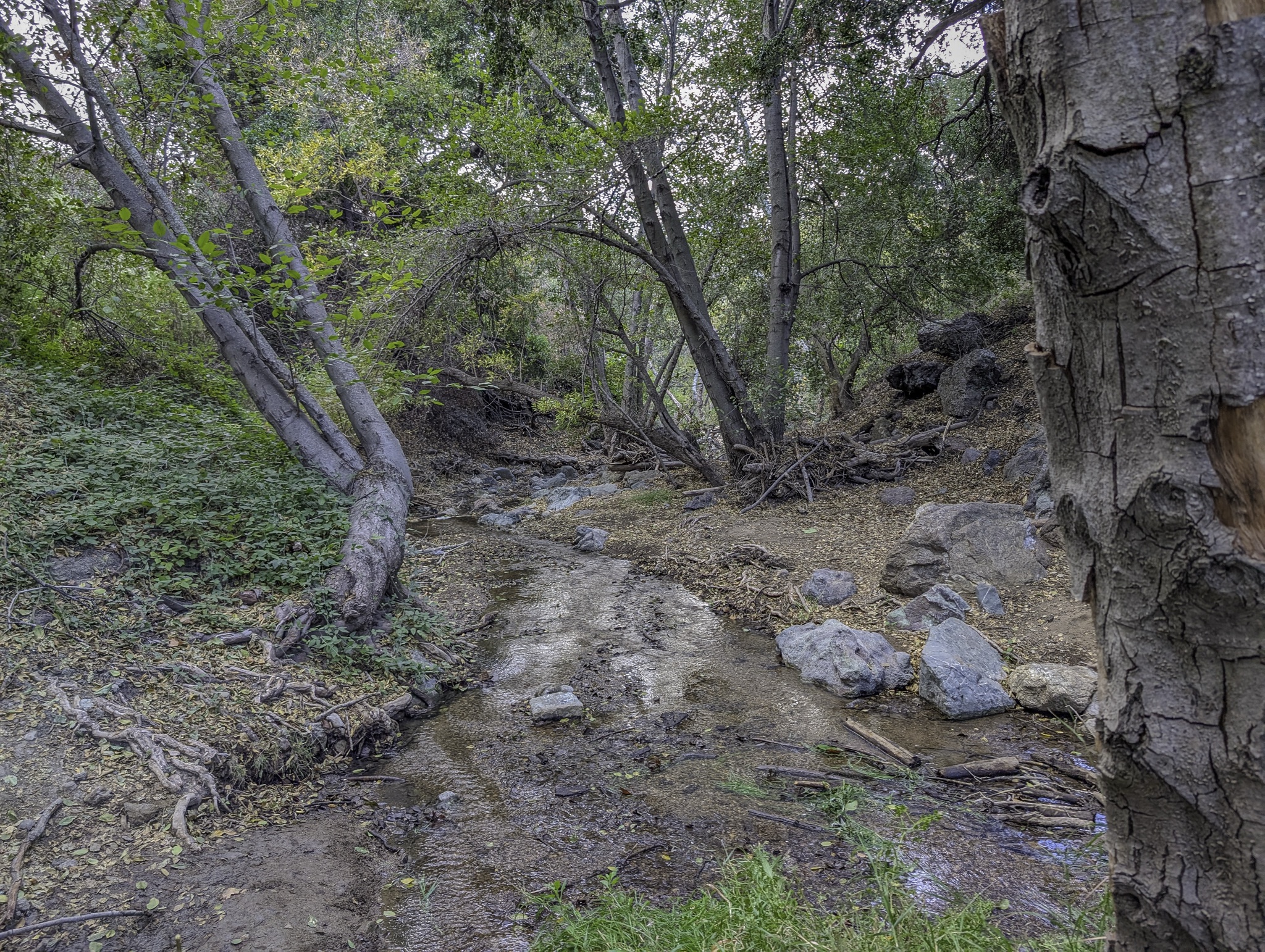 A shallow, muddy creek bed with scattered rocks and fallen branches winds through a wooded area on the Lover's Loop Trail in California.