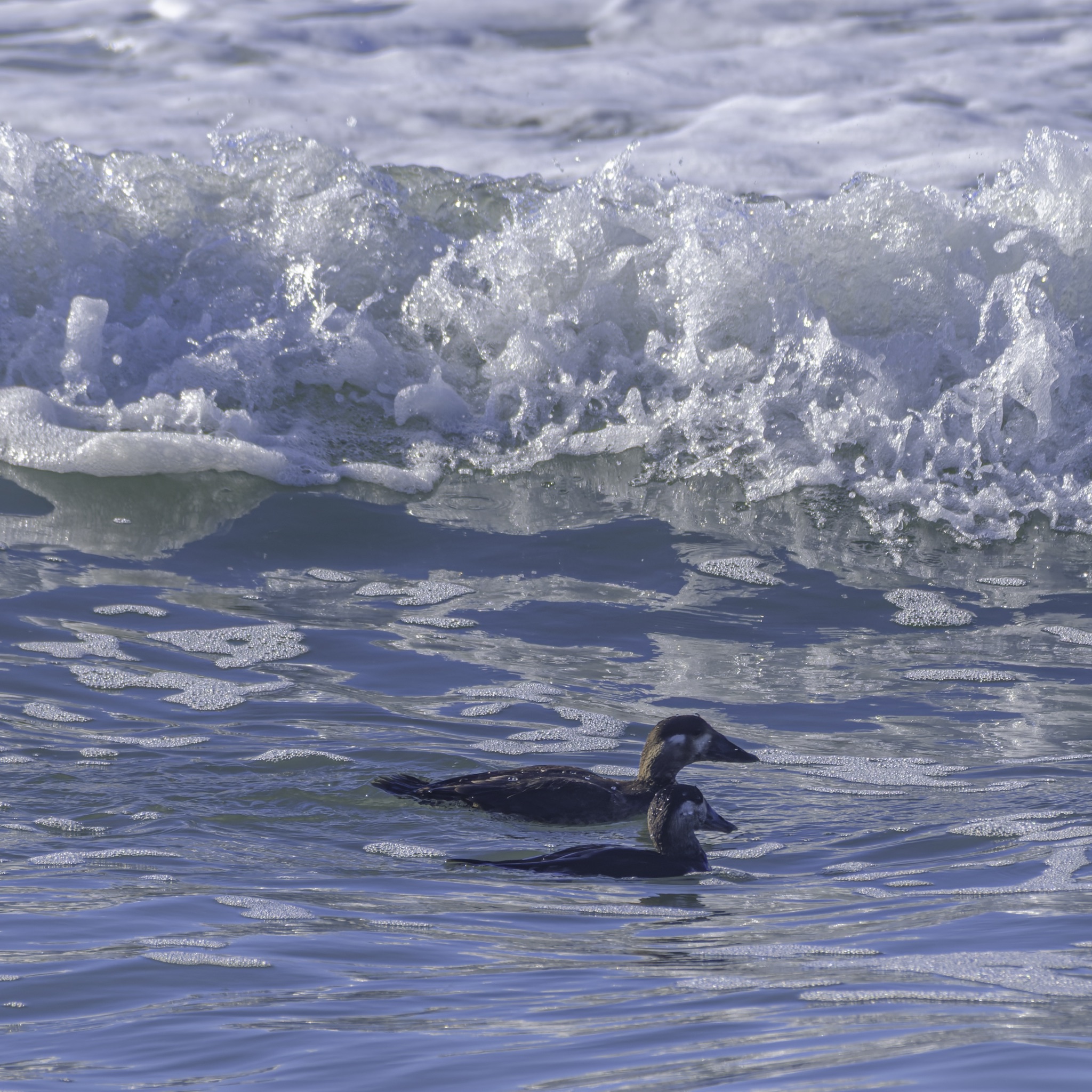 Two surf scoters float on the ocean's surface, facing right, with a cresting white wave breaking behind them.