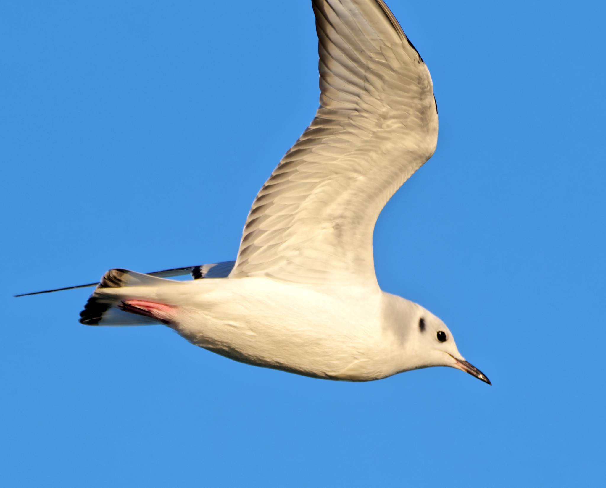 A Bonaparte's Gull glides through a clear blue sky, its wings raised and pink legs tucked beneath its white body.