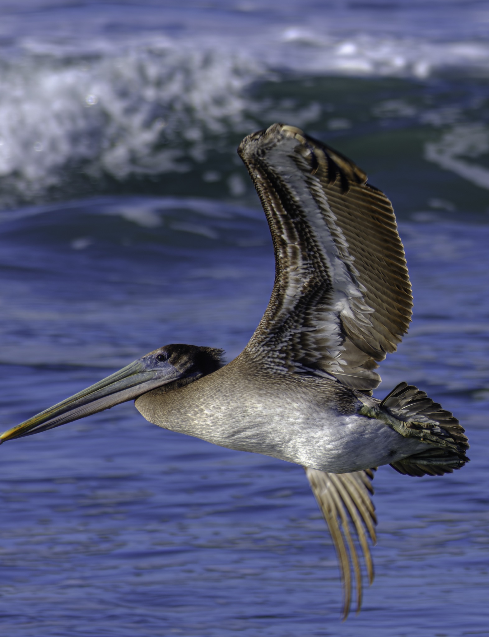 A brown pelican glides low over the ocean with its wings raised, its long beak pointing forward.