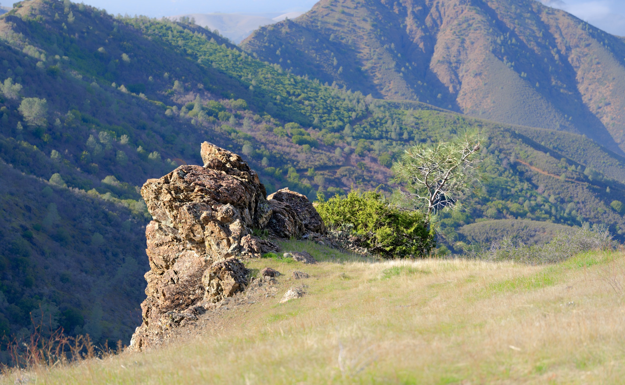A rugged rock formation and a lone pine tree sit on a grassy ridge overlooking the forested slopes of Mt Diablo.