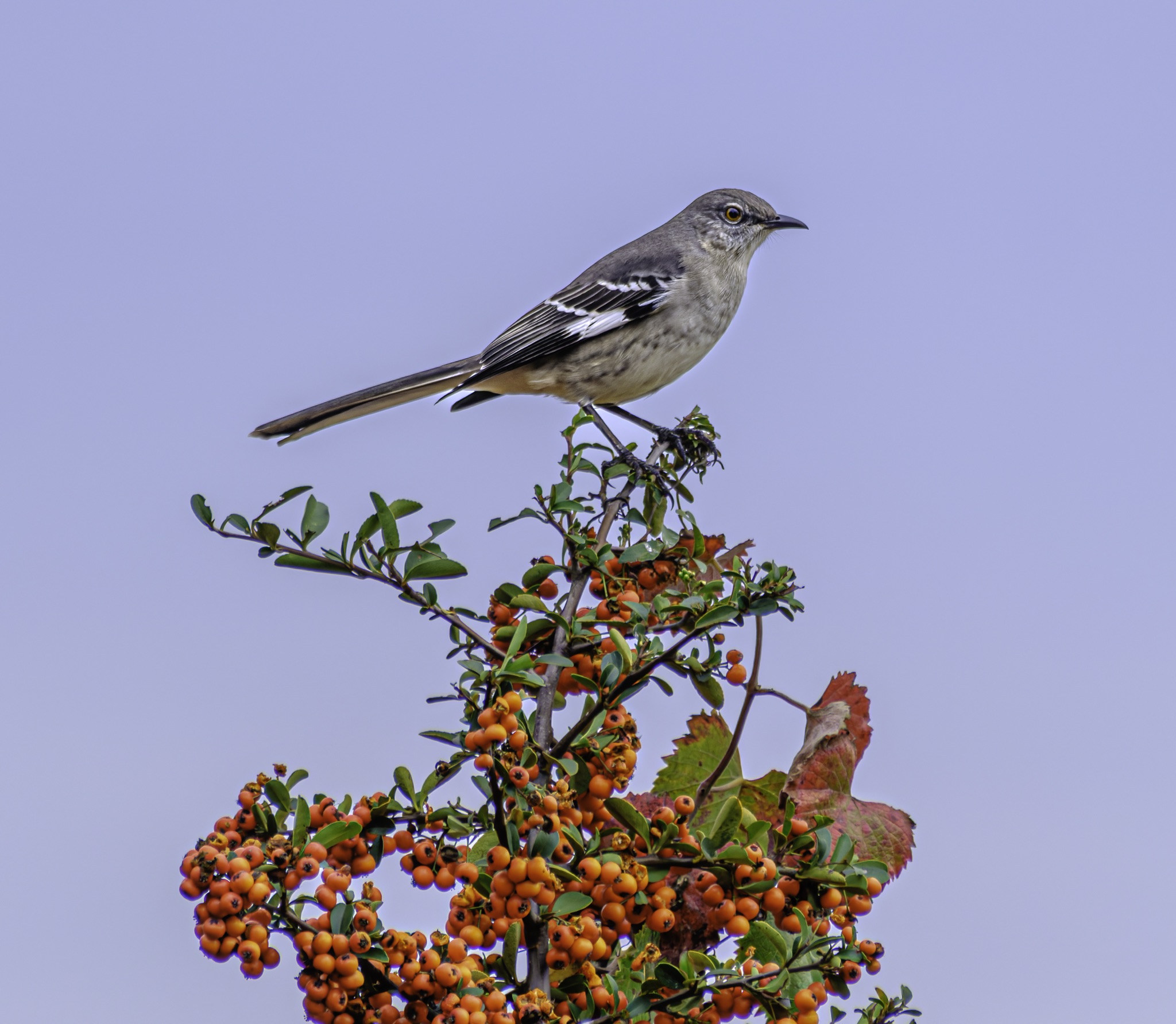 A Northern Mockingbird perches on a branch heavy with orange berries, its long tail angled down against a pale lavender sky.
