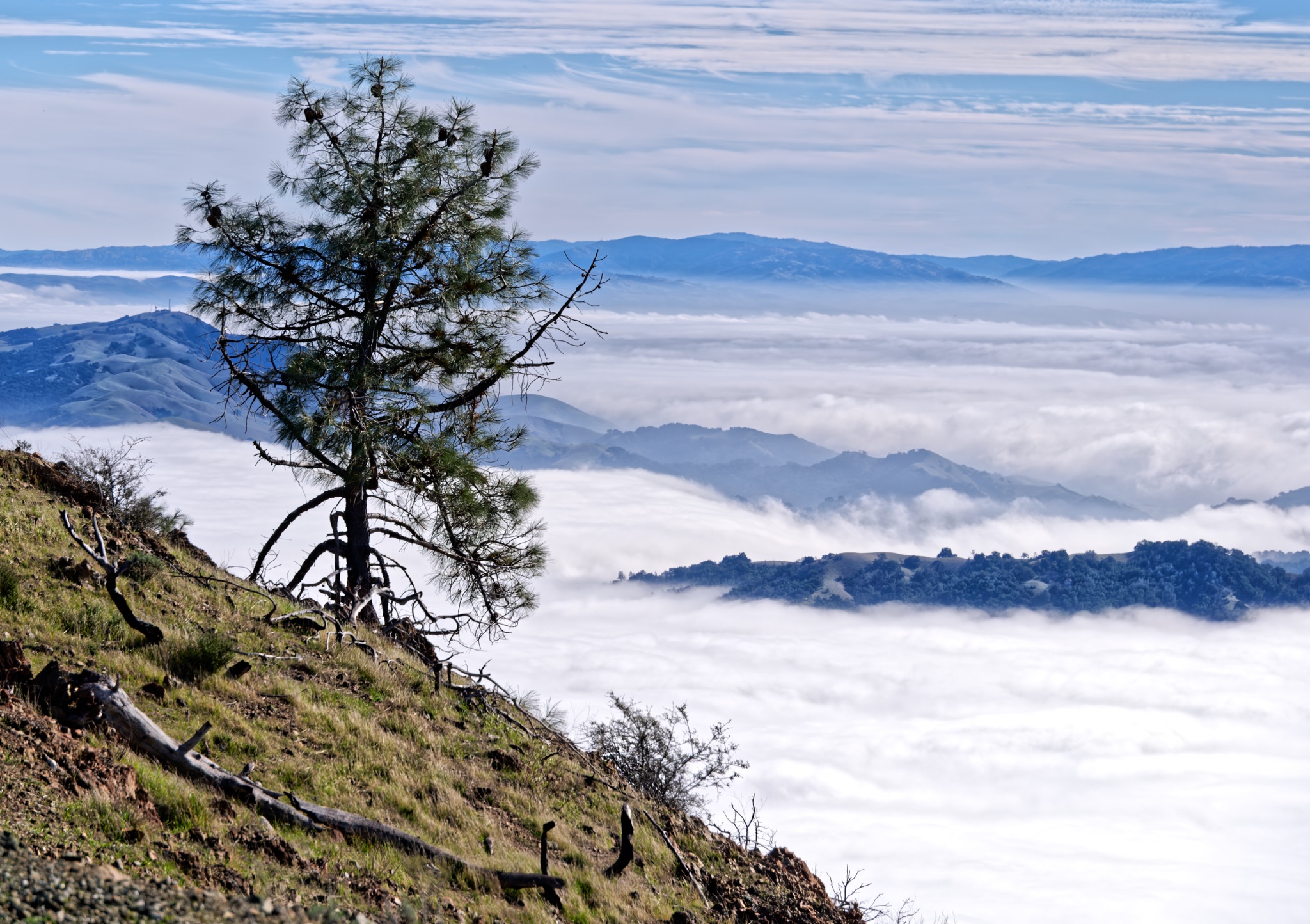 A lone pine tree stands on a grassy hillside at Mt Diablo, overlooking a sea of clouds that fills the valley below.