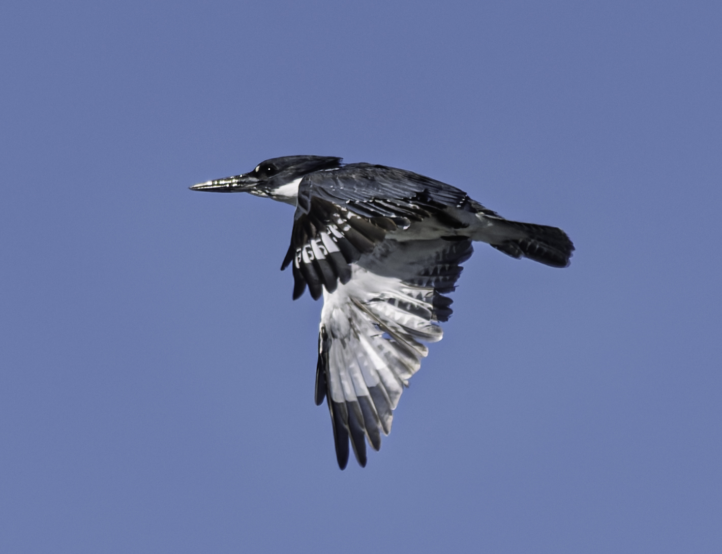 A Belted Kingfisher glides through a clear blue sky, its wings spread wide to reveal intricate black and white feather patterns.