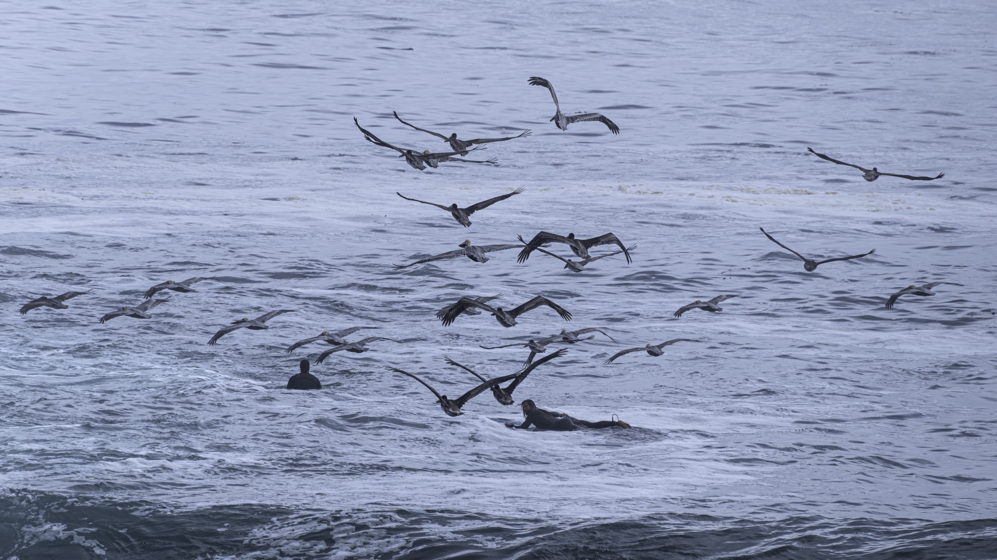 A flock of brown pelicans flies low over the ocean while two people in wetsuits float on surfboards below.