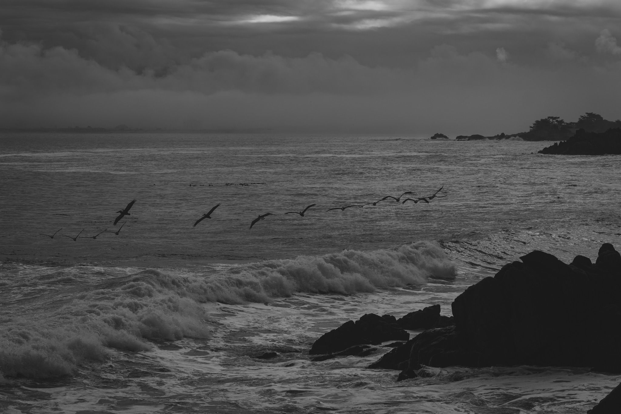 A flock of brown pelicans flies low over the churning surf and dark rocks of the Monterey waterfront under a heavy, overcast sky.