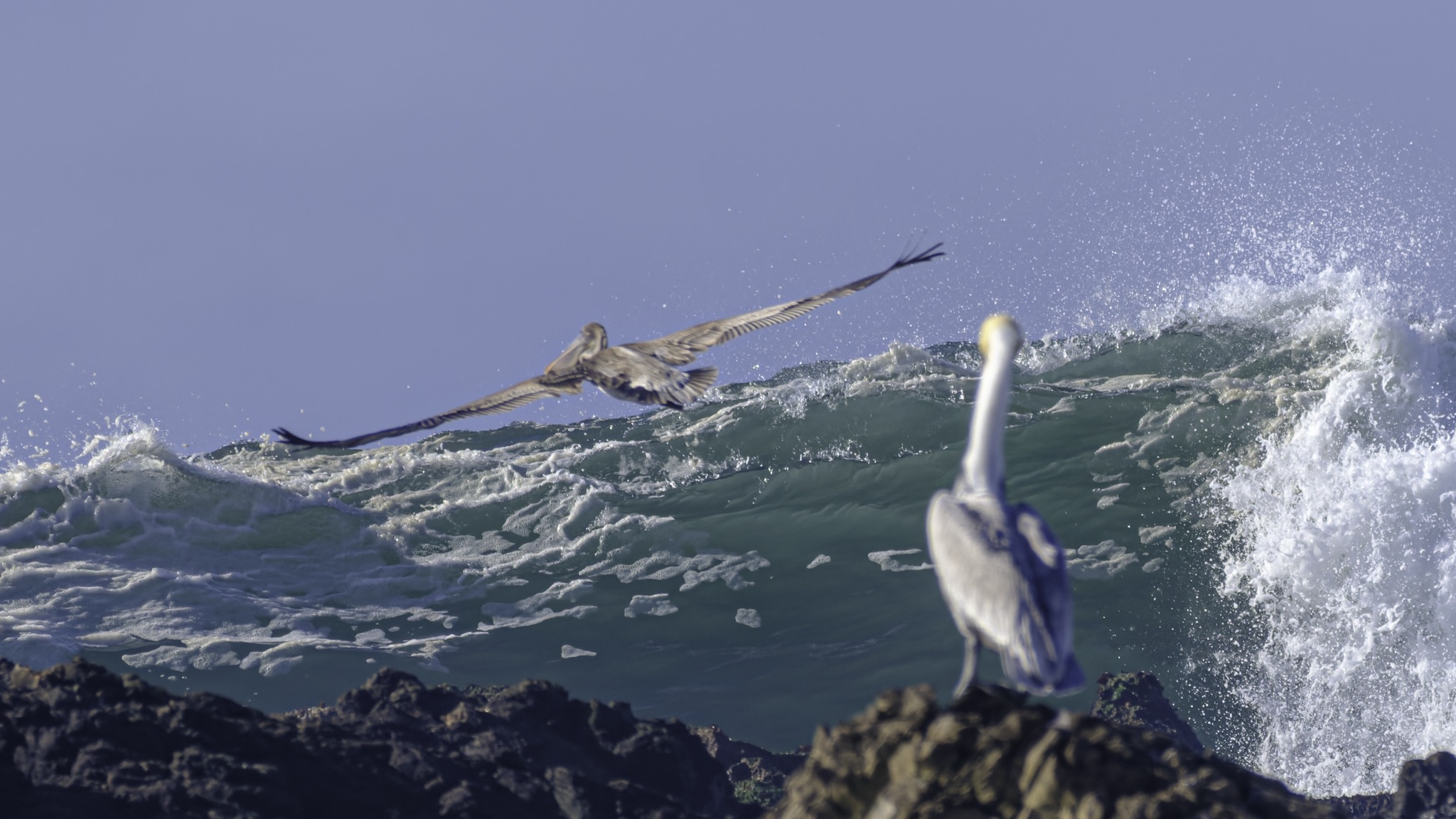 Two brown pelicans at the ocean's edge, one soaring over a breaking wave while the other perches on a dark rock.