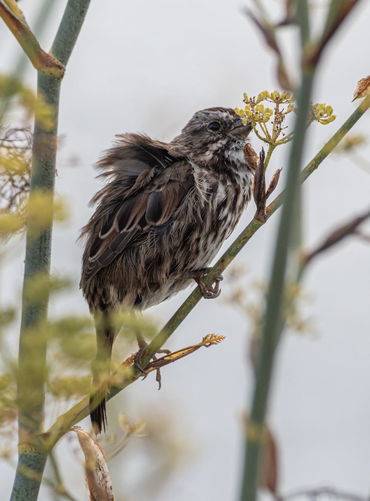 A Song Sparrow perches on a thin green stem, its beak touching a cluster of small yellow flowers.