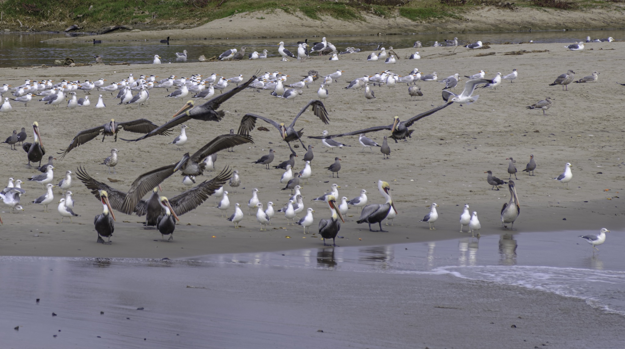 Pelicans, gulls, and terns stand and fly on a wet sandy beach with shallow water and a grassy bank in the background.