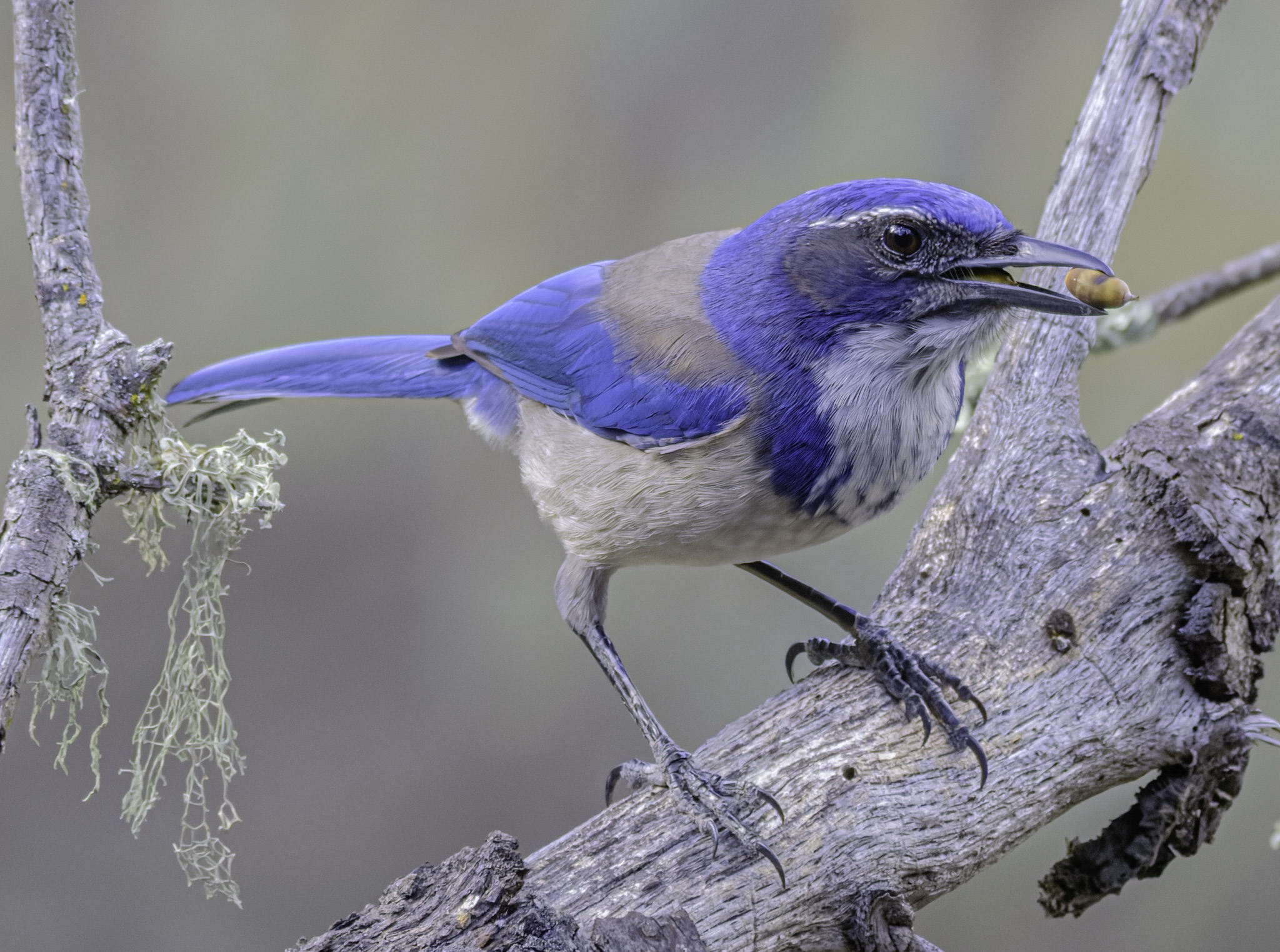 California Scrub-Jay perched on a lichen-covered branch, holding a small nut in its beak.