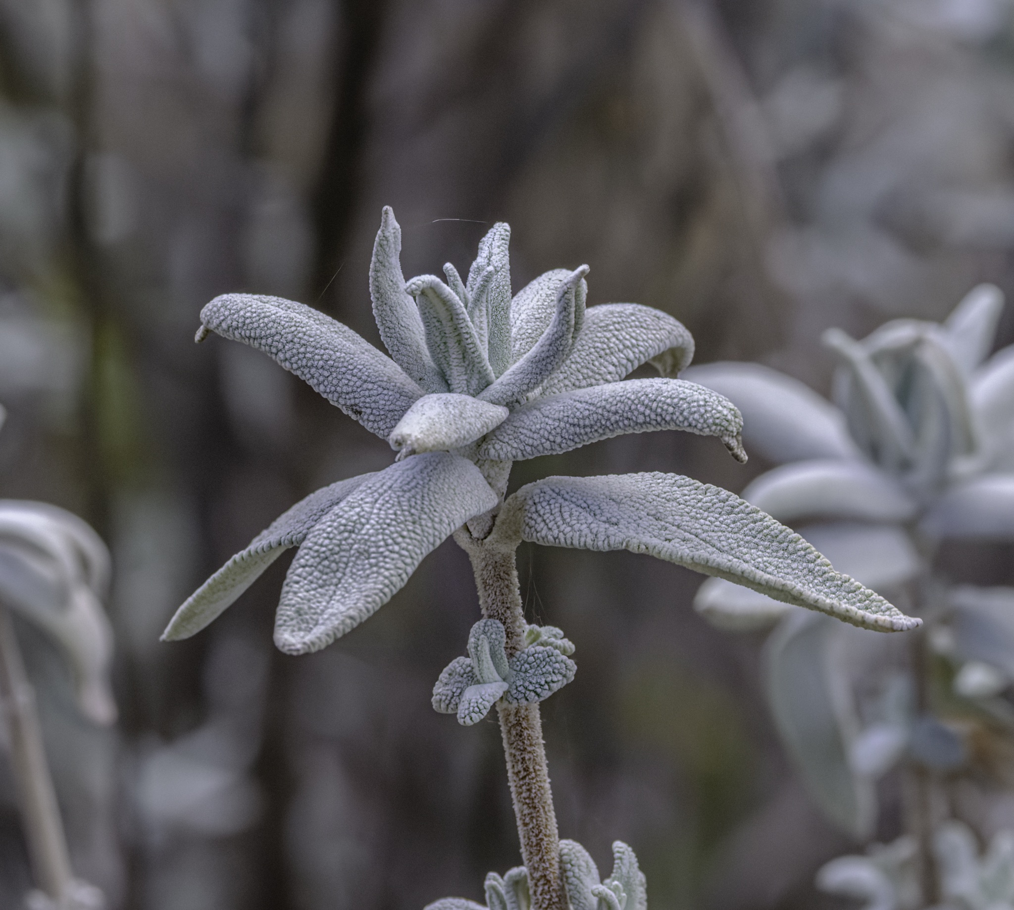A close-up of a fuzzy, silvery sage plant with textured leaves radiating from a central stem, set against a blurred natural background.
