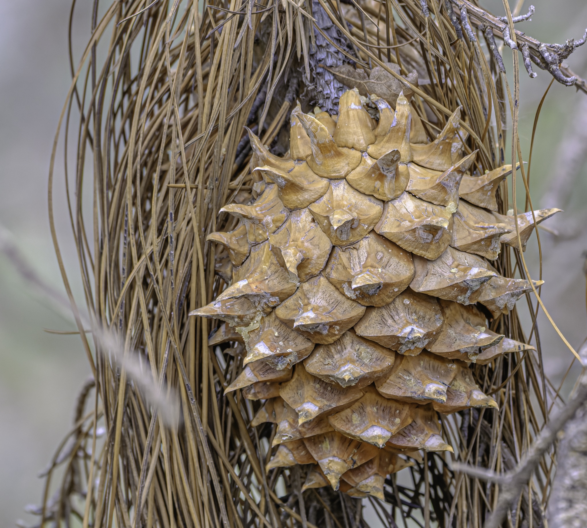 A large, spiky brown pine cone with thick, pointed scales hangs among a tangle of dry, straw-colored pine needles.