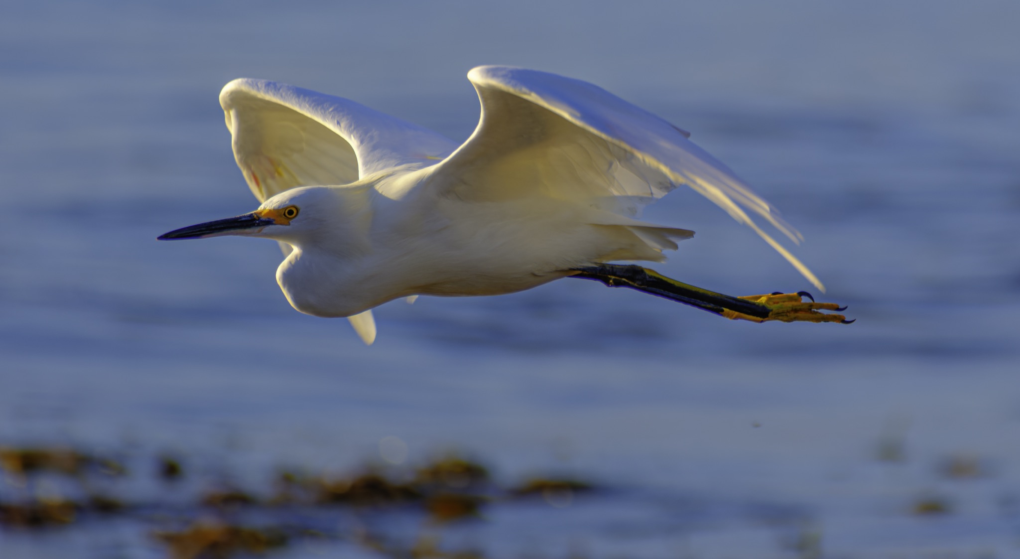 A Snowy Egret flies low over a calm blue body of water with its wings spread wide and legs extended behind it.