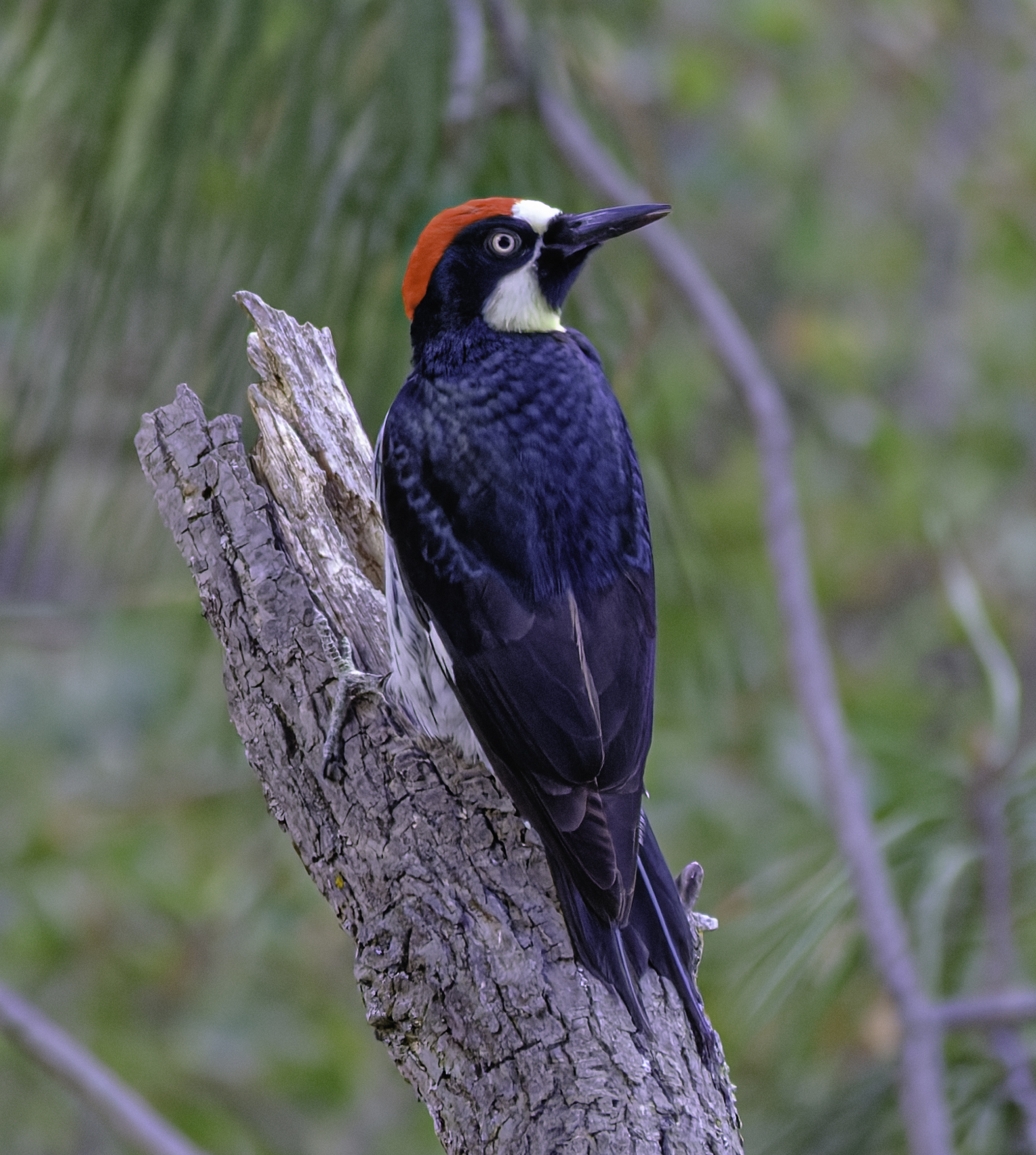A male Acorn Woodpecker with a red crown and white face perches on a broken tree stump.