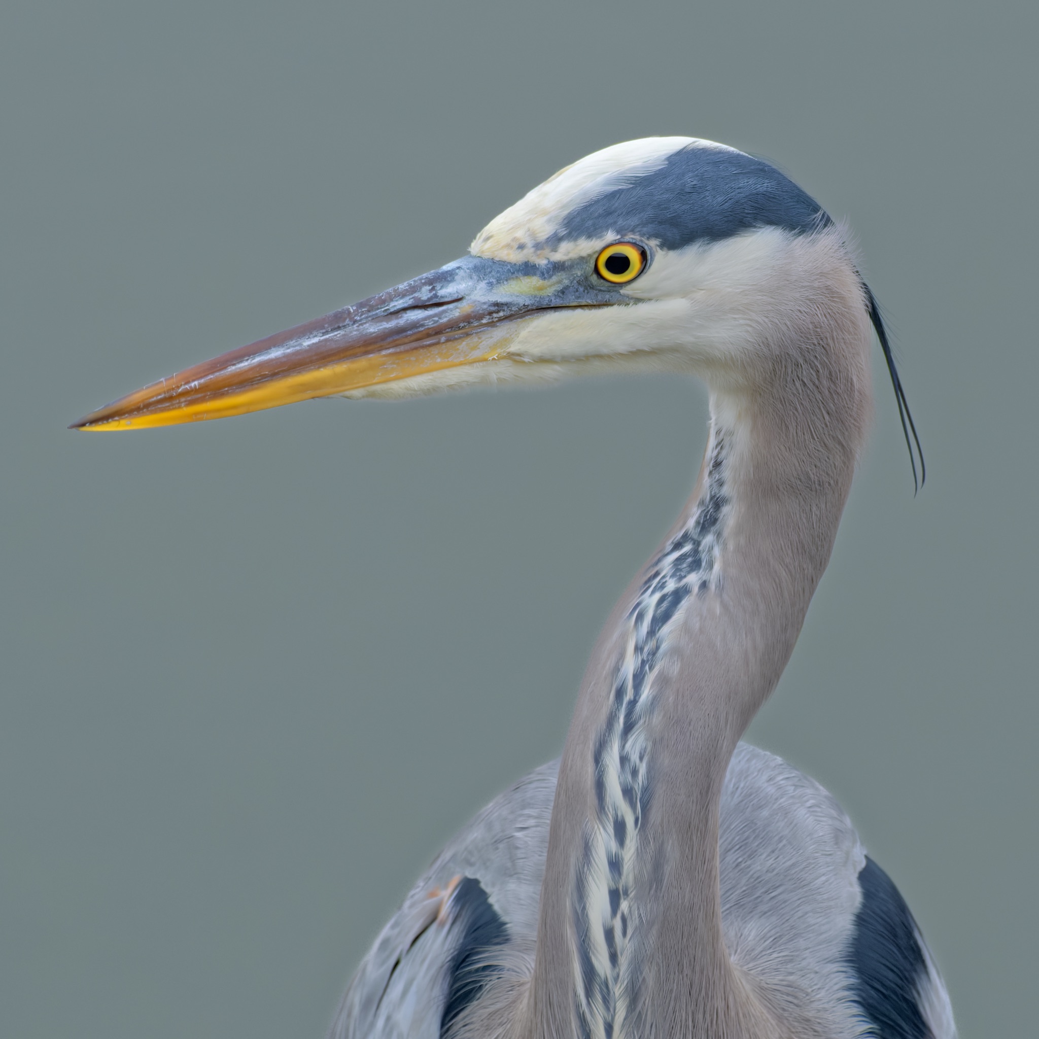 A Great Blue Heron with a long yellow beak and piercing yellow eye, its head and neck shown in profile against a soft gray background.