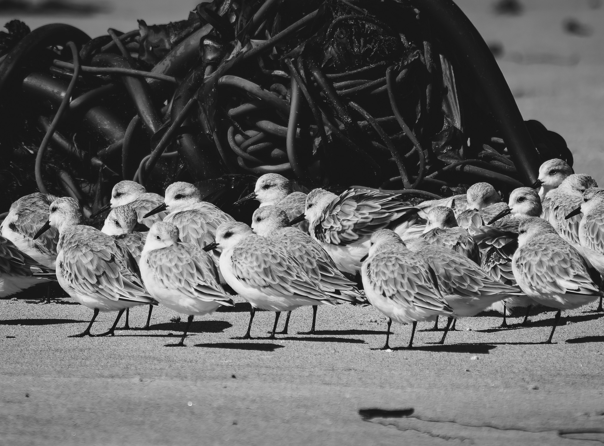 A flock of sanderlings stands on a sandy beach in front of a large pile of tangled seaweed.