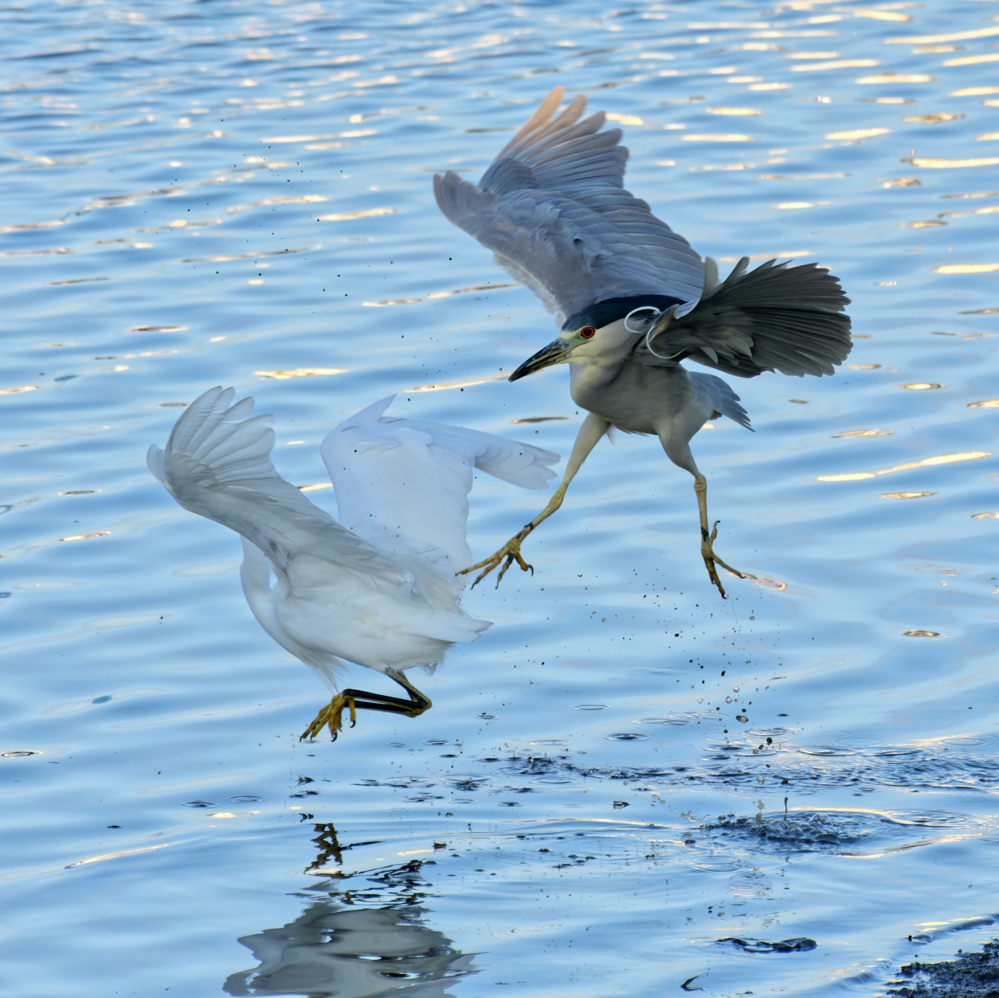 A Black-crowned Night Heron and a Snowy Egret take flight over a shimmering blue water surface, wings spread wide.