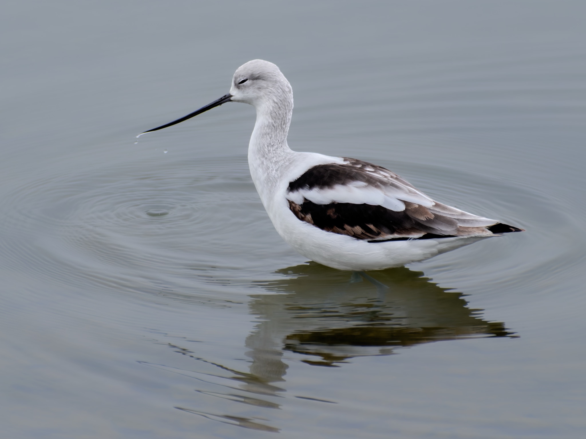 An American Avocet with a long, upturned black beak stands in calm water, its white body and black-and-white wings reflected on the surface.