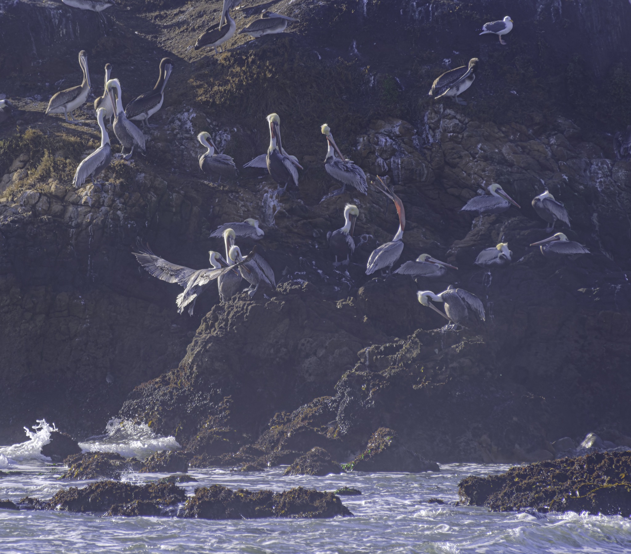 A flock of brown pelicans perches on a rugged, moss-covered cliff above the churning waves of the Pacific Ocean.