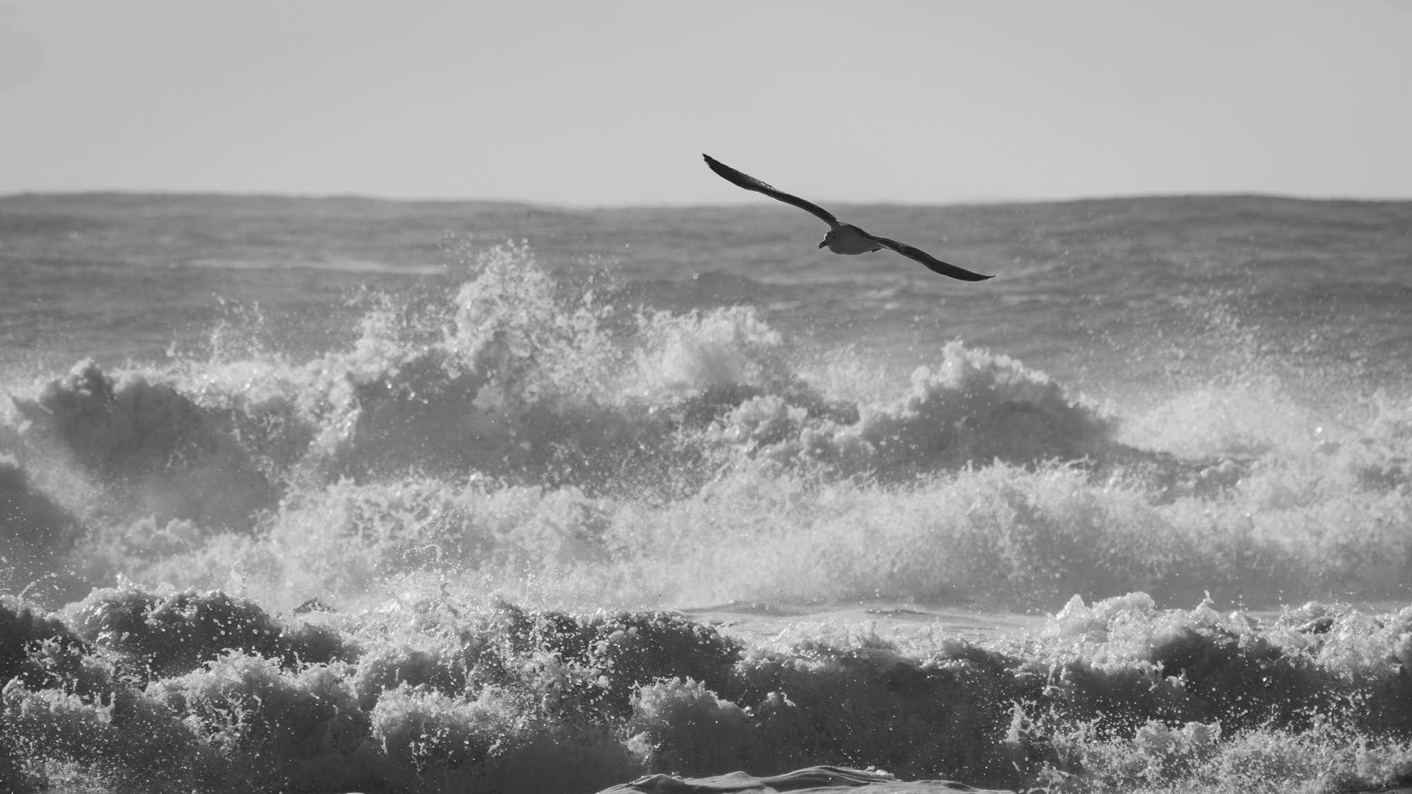A seagull glides over crashing ocean waves at Pescadero Beach, its wings spread wide against the churning water.
