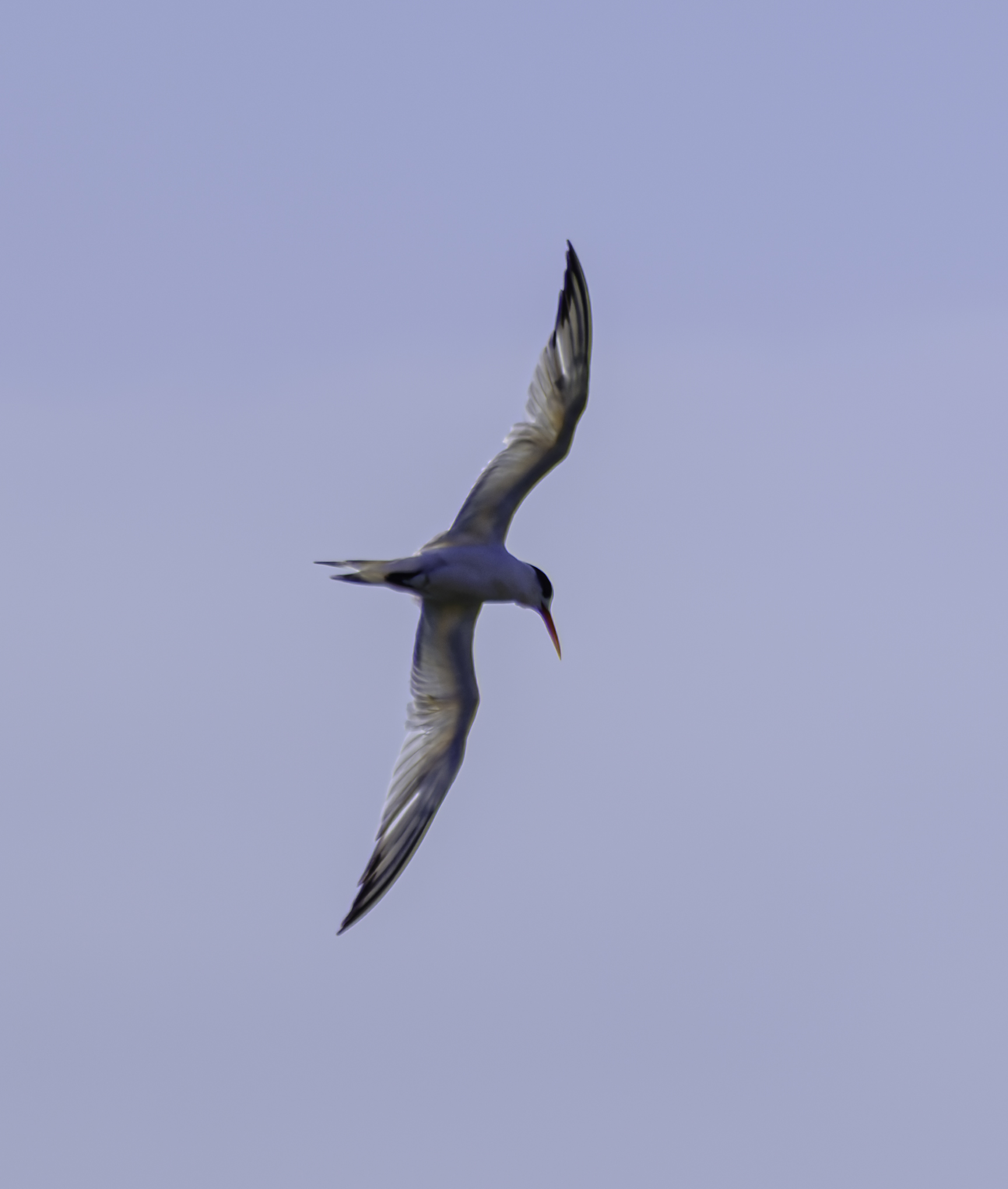 An Elegant Tern soars through a clear, pale blue sky, its wings spread wide and its long, pointed beak angled downward.