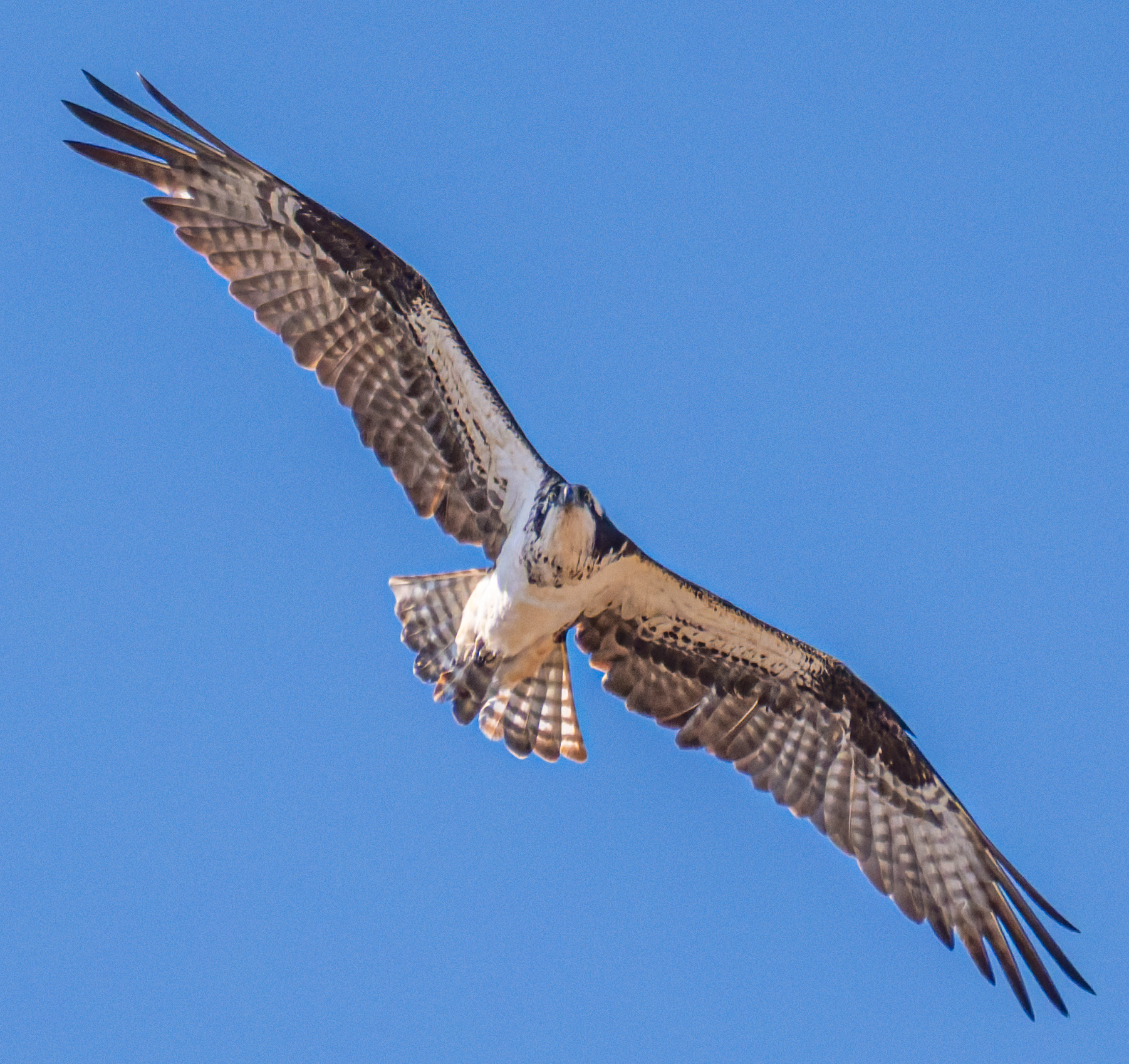 An osprey glides through a clear blue sky with its wings fully extended, revealing the intricate patterns on its feathers.