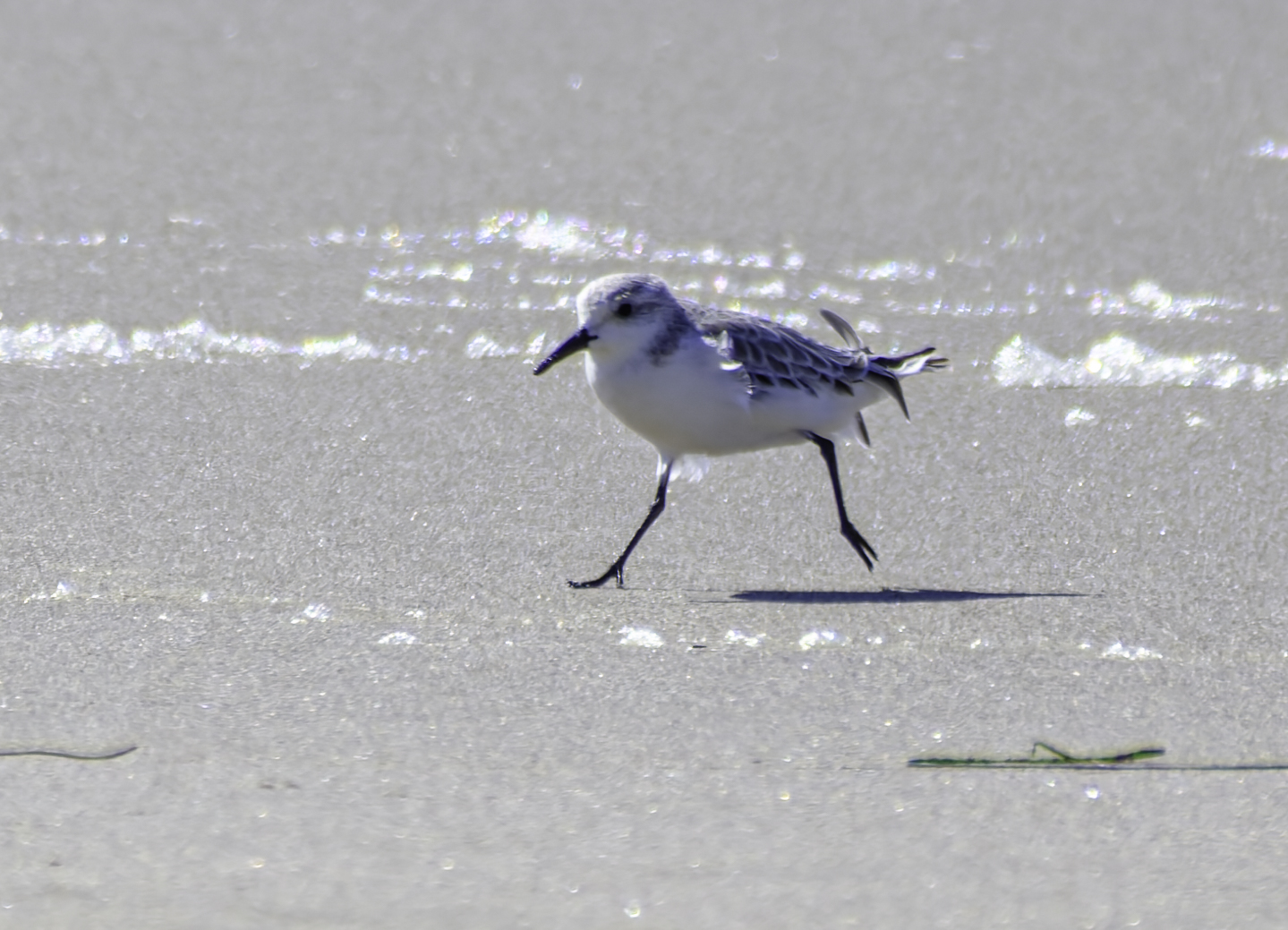 A sanderling walks on wet sand at the shoreline, its thin black legs and speckled grey back contrasting with the bright, reflective water.