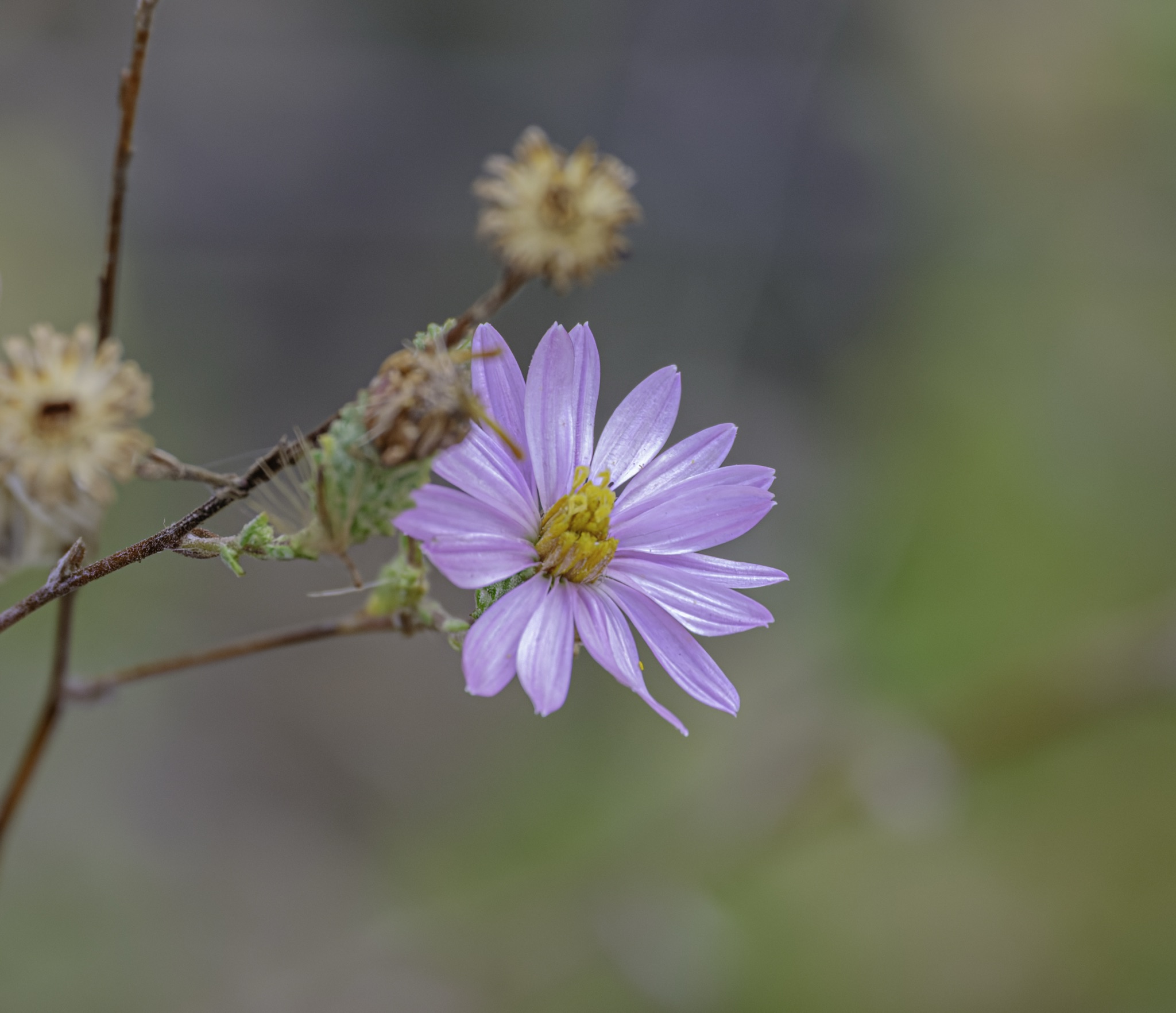 A single California Aster with light purple petals and a yellow center blooms on a thin stem, with dried seed heads behind it.
