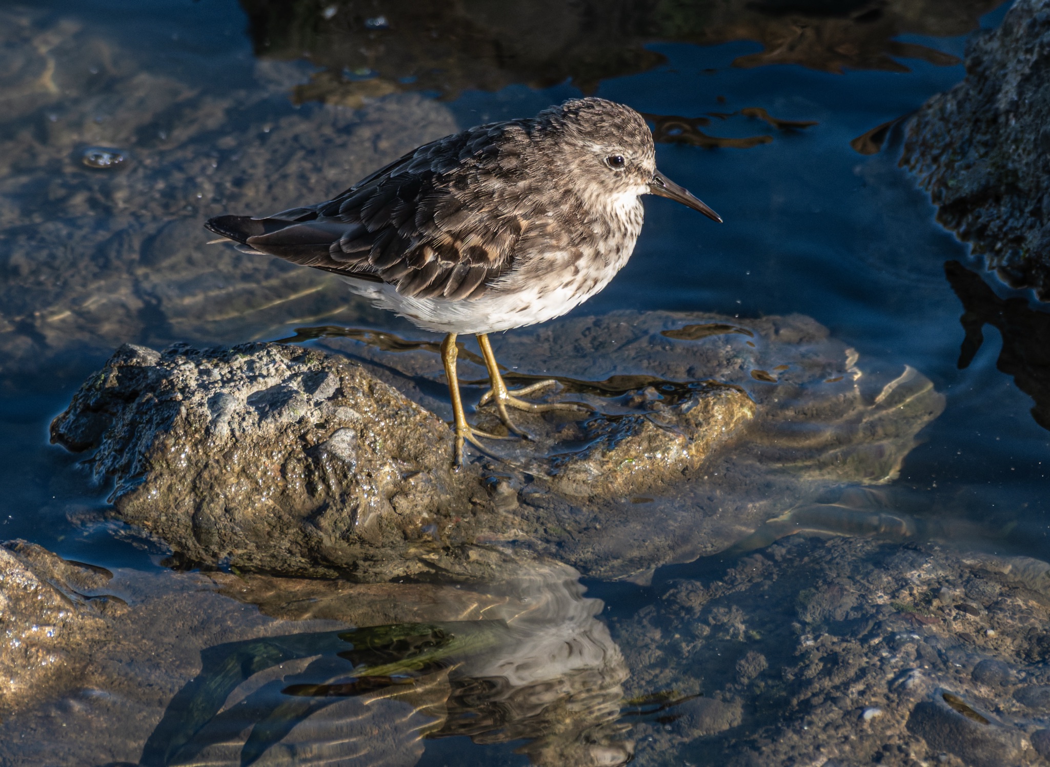 A Least Sandpiper with mottled brown and white plumage stands on a wet rock in shallow, clear water, its reflection visible below.