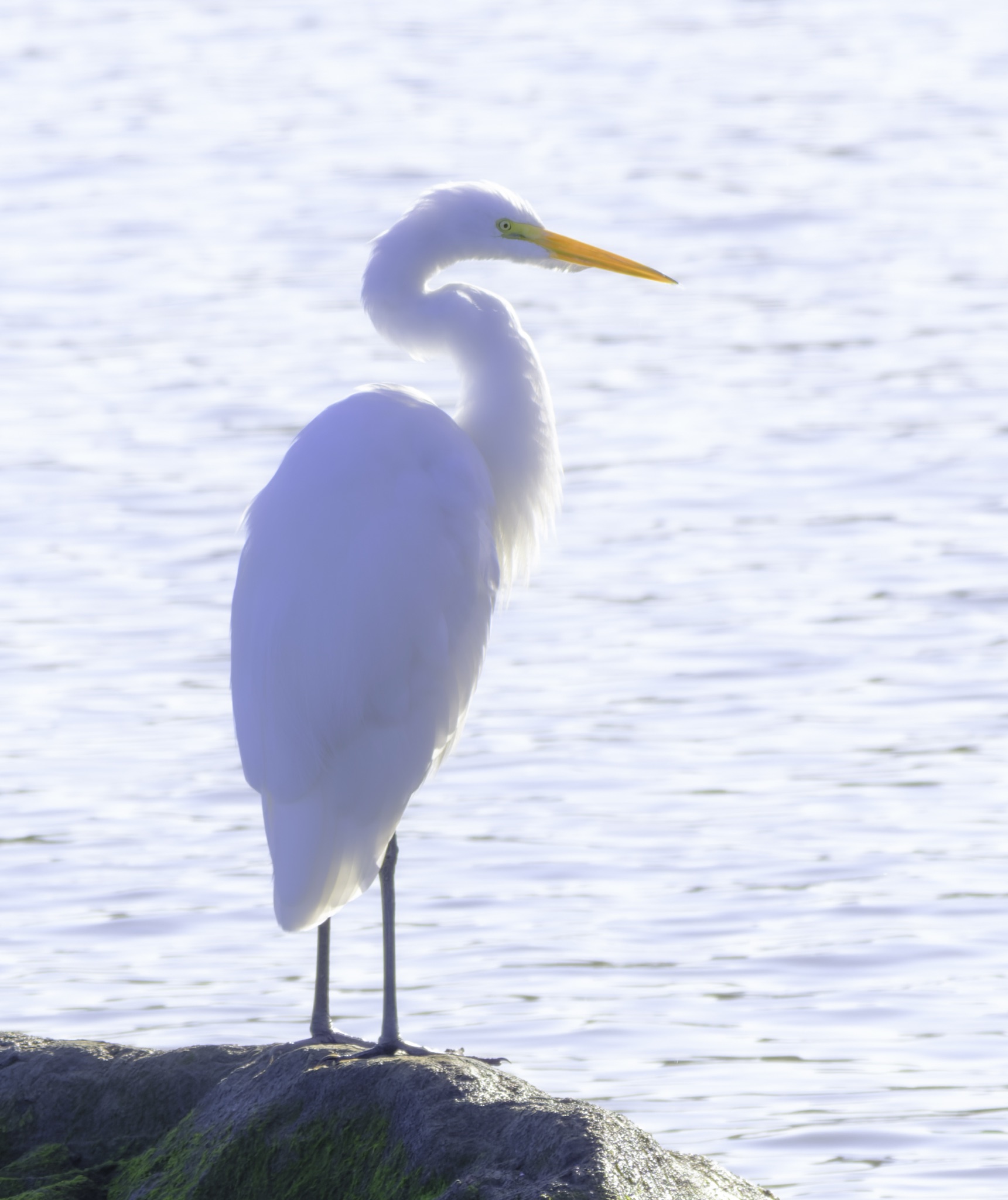 A white Great Egret with a long yellow beak stands on a mossy rock at the edge of a calm, sunlit body of water.
