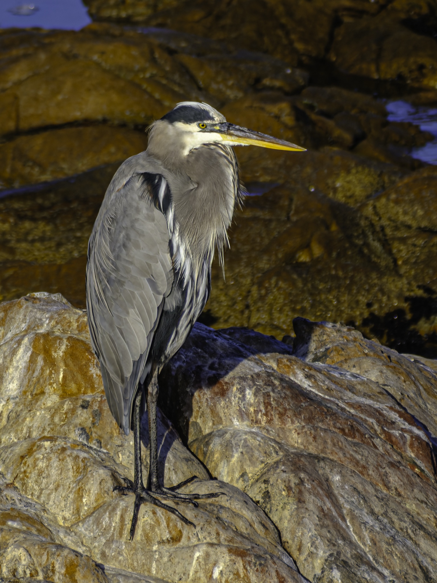 A Great Blue Heron stands on a sunlit rock, its long yellow beak pointing right, with wet stones and a small pool of water behind it.