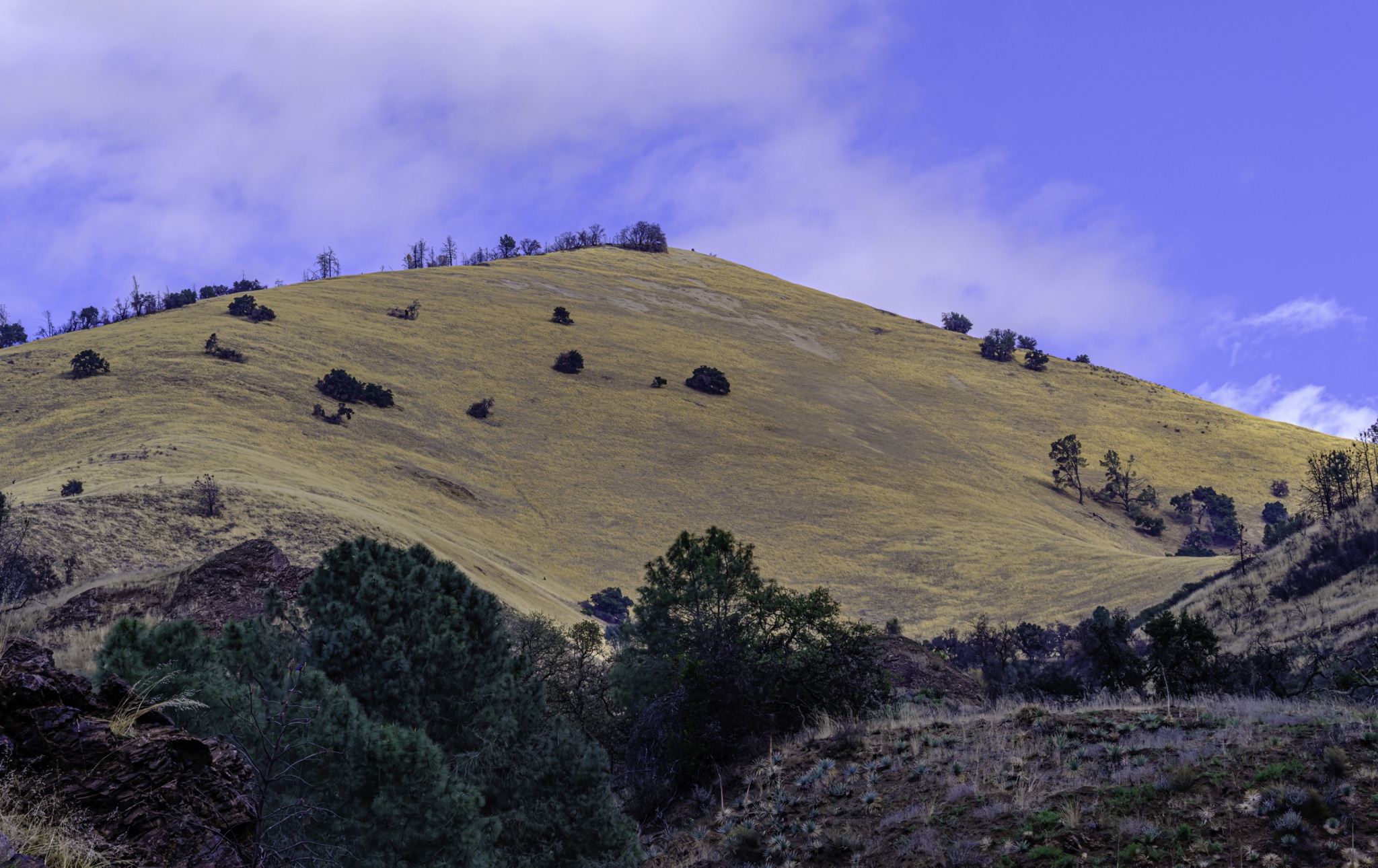 Golden grassy hillside dotted with scattered dark shrubs and trees, rising under a blue sky with soft white clouds.