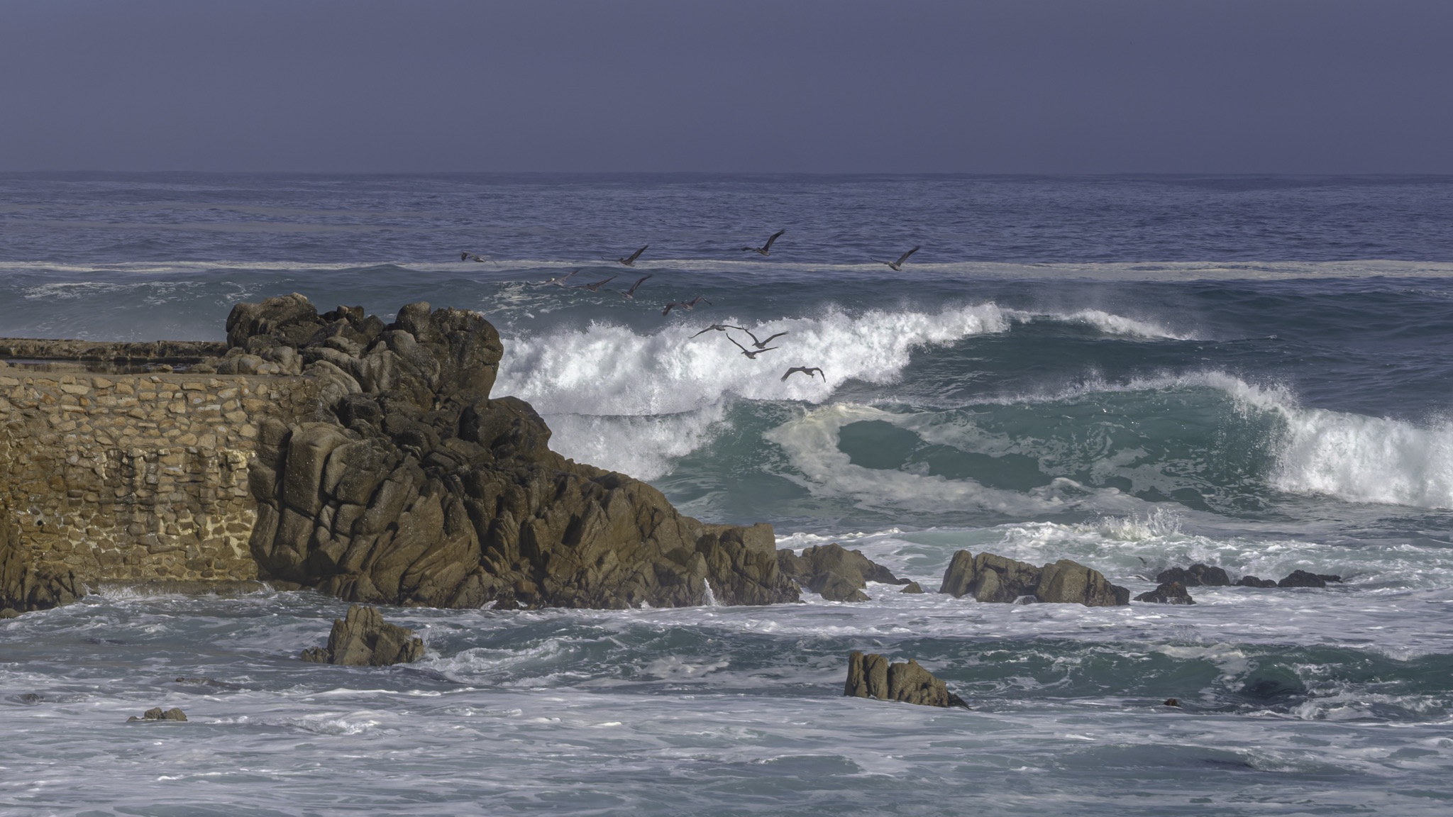 Brown pelicans fly over crashing waves near a stone seawall and rocky outcrop along the Monterey waterfront.