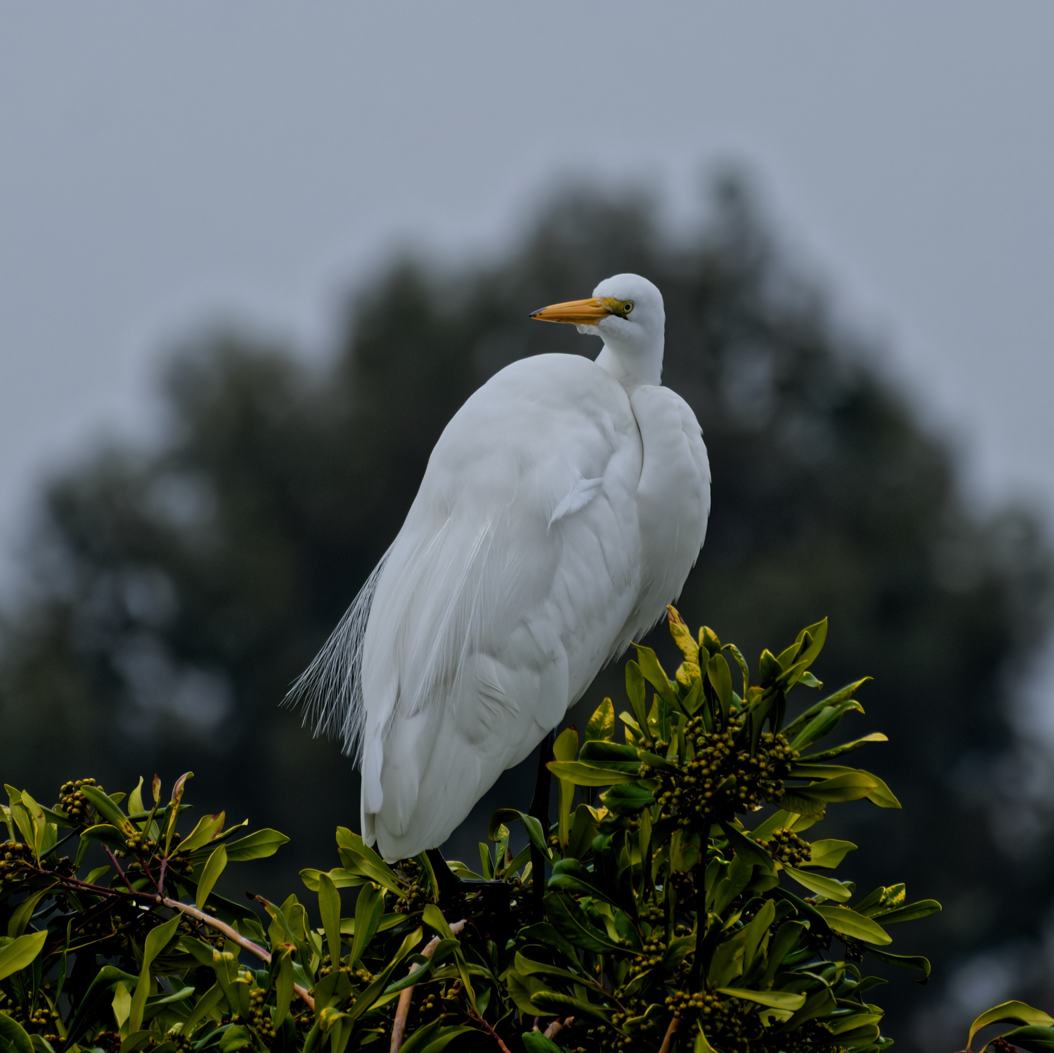 A Great Egret with a bright yellow beak stands on a leafy green bush, facing left against a soft, out-of-focus background.