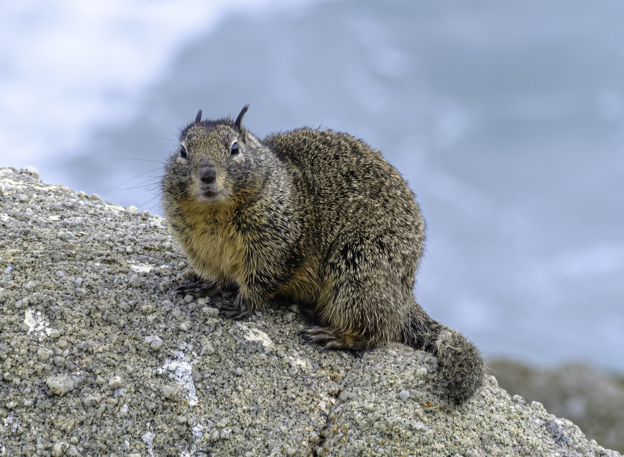 A California ground squirrel with a yellowish chest and short dark ears sits on a lichen-covered rock, looking toward the camera.