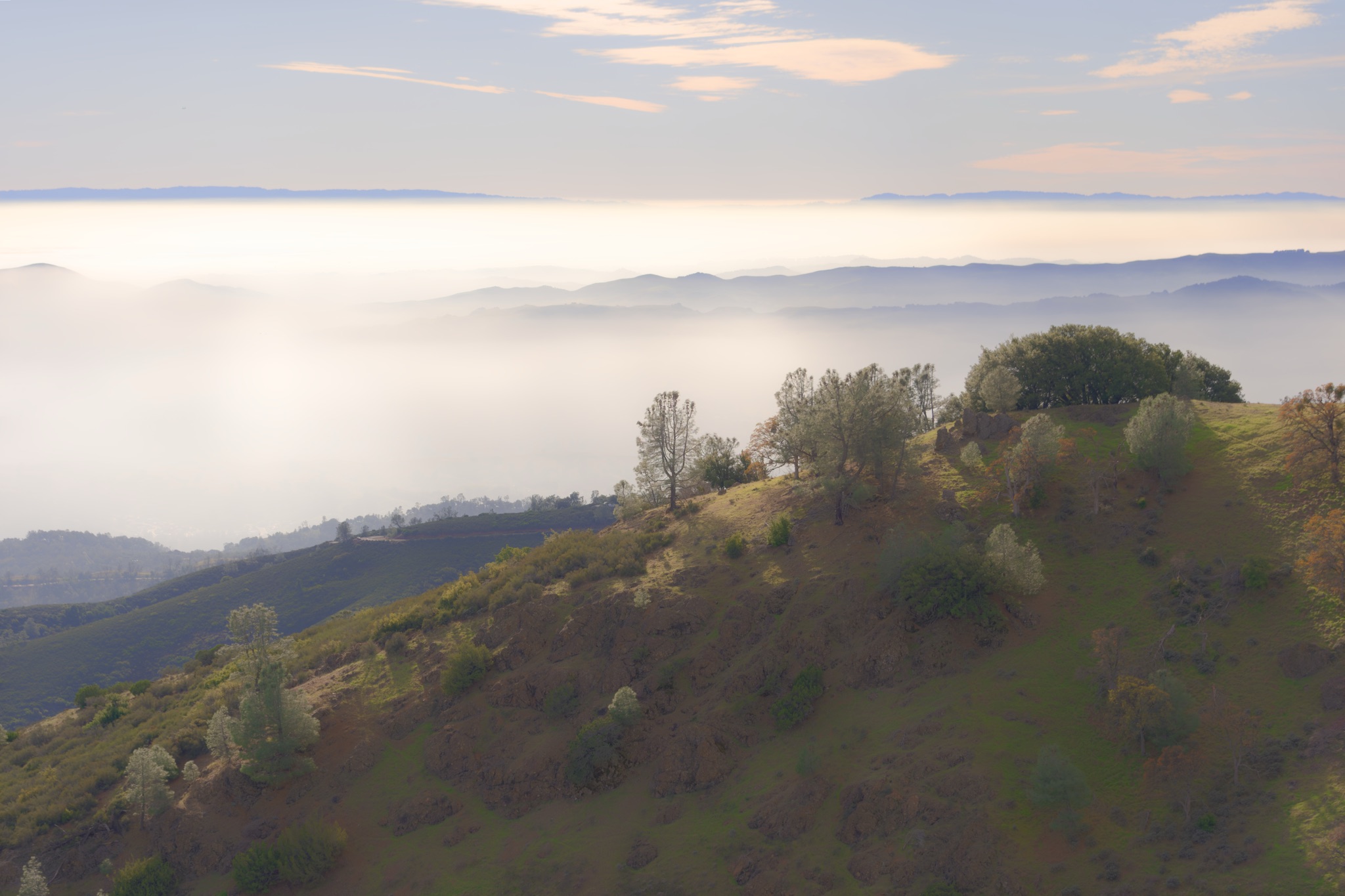 A grassy hillside with scattered trees and shrubs overlooks a vast valley filled with thick fog beneath a pale blue sky.