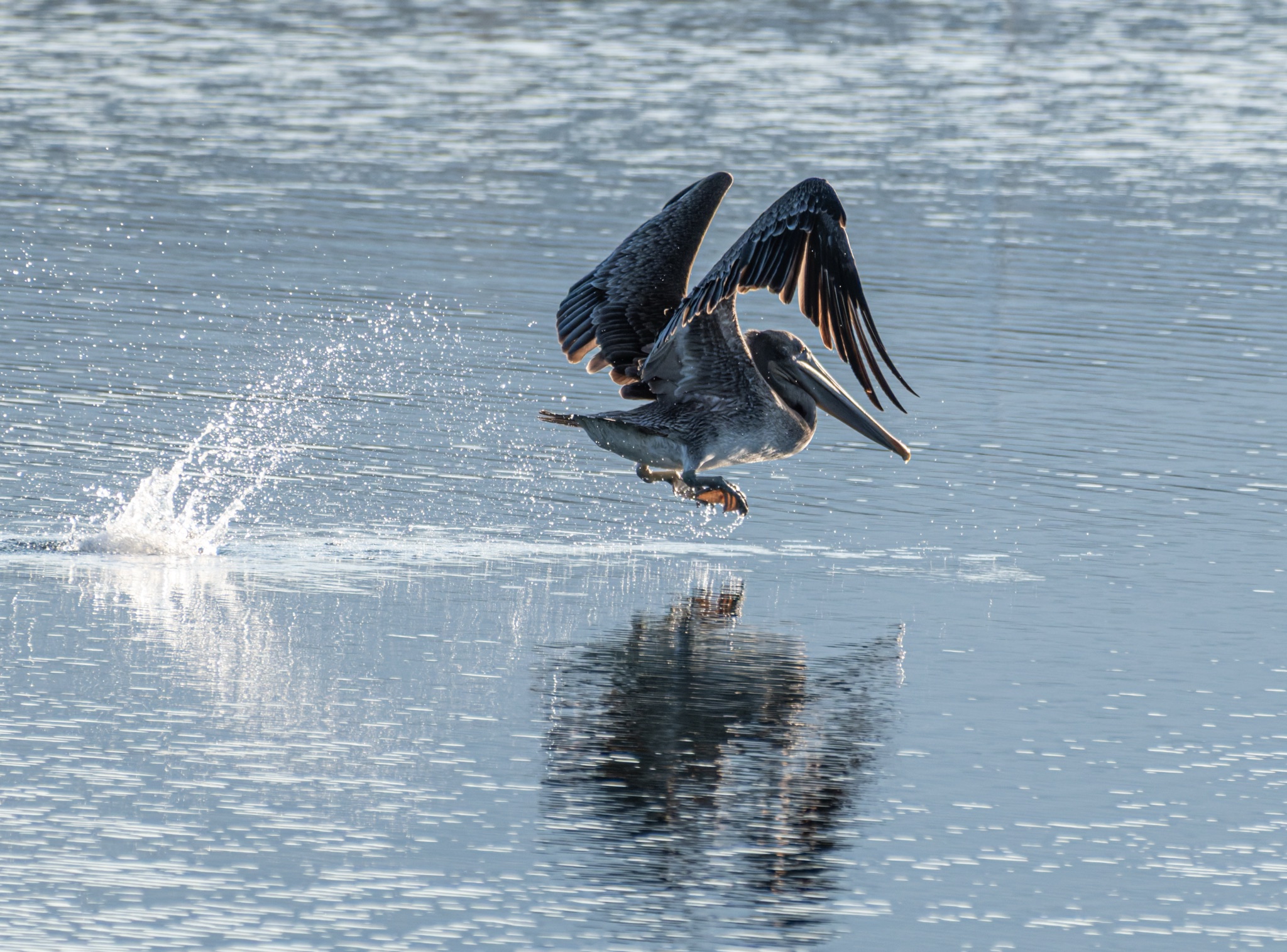 A brown pelican lifts off the water with wings raised, kicking up a spray of droplets.