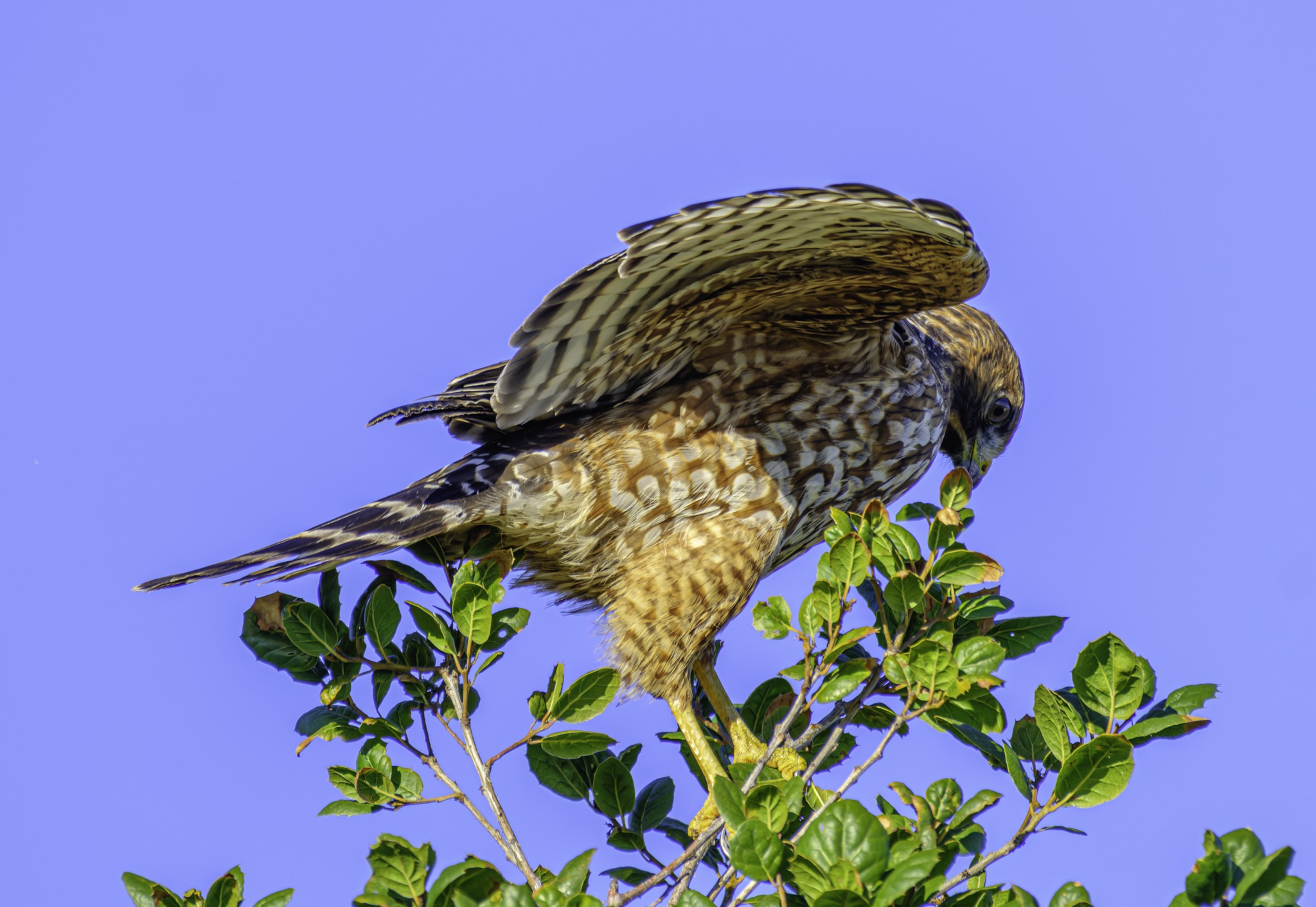 A red-shouldered hawk perches on a leafy branch, its wings folded and head turned to the side against a clear blue sky.
