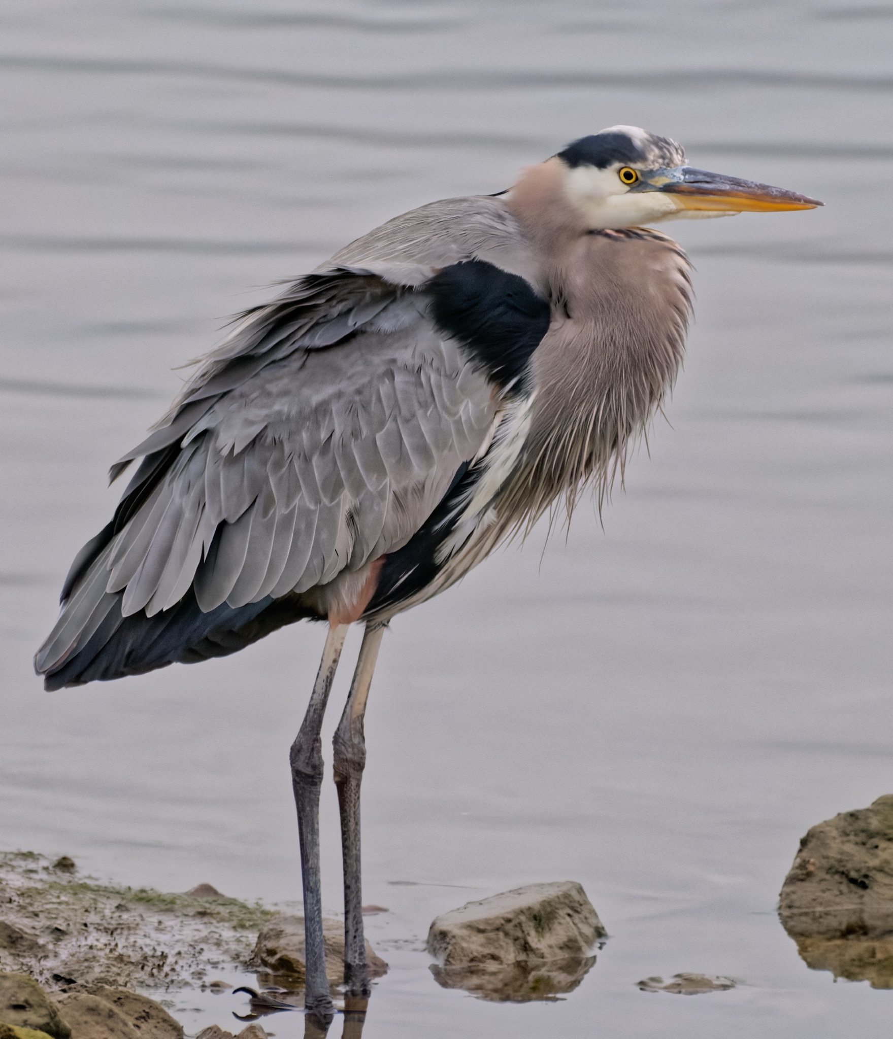 A Great Blue Heron stands in shallow water near rocks, its long legs partially submerged and its neck tucked close to its body.