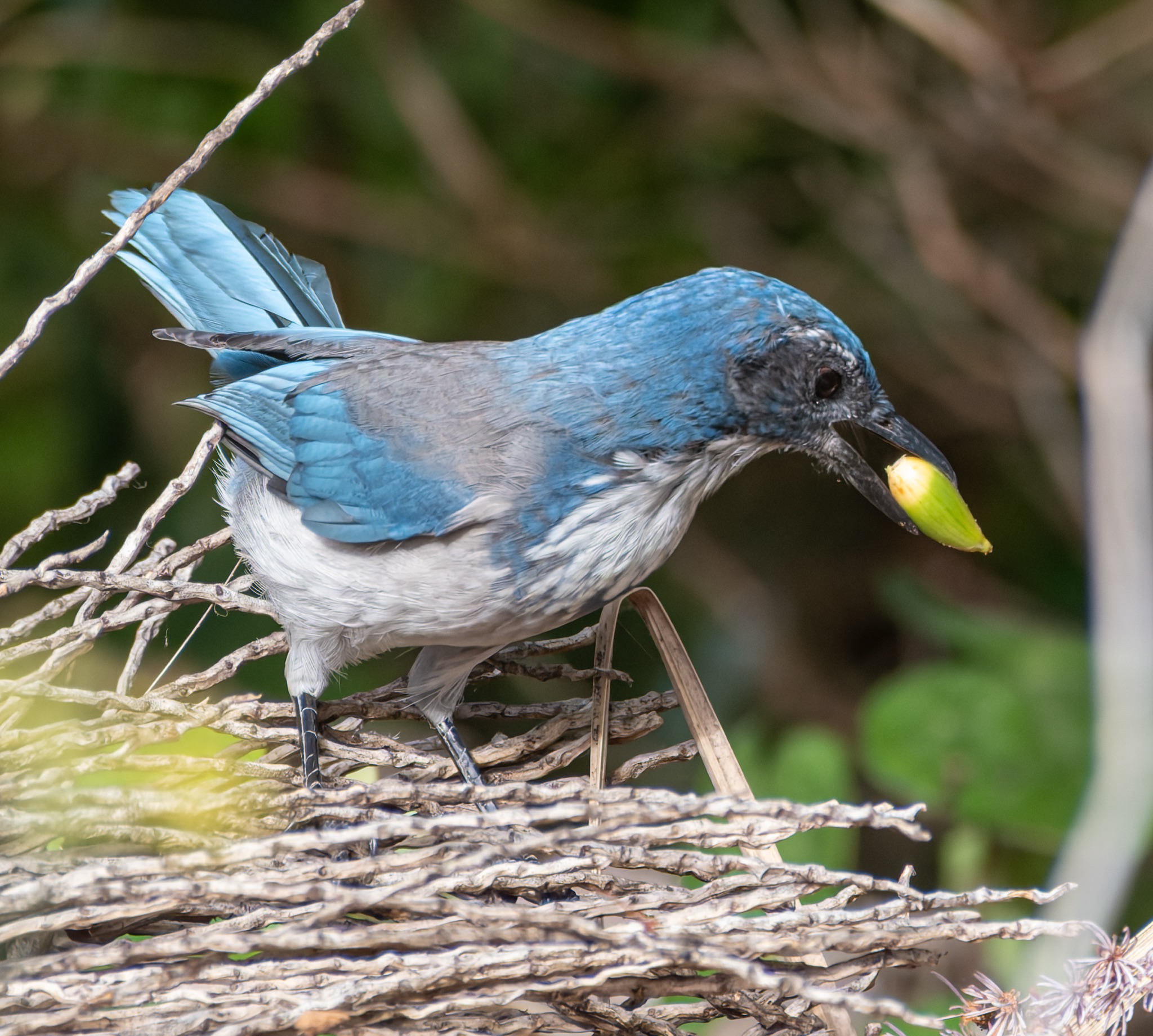 A California Scrub-Jay perches on a twiggy nest, holding a green acorn in its beak.
