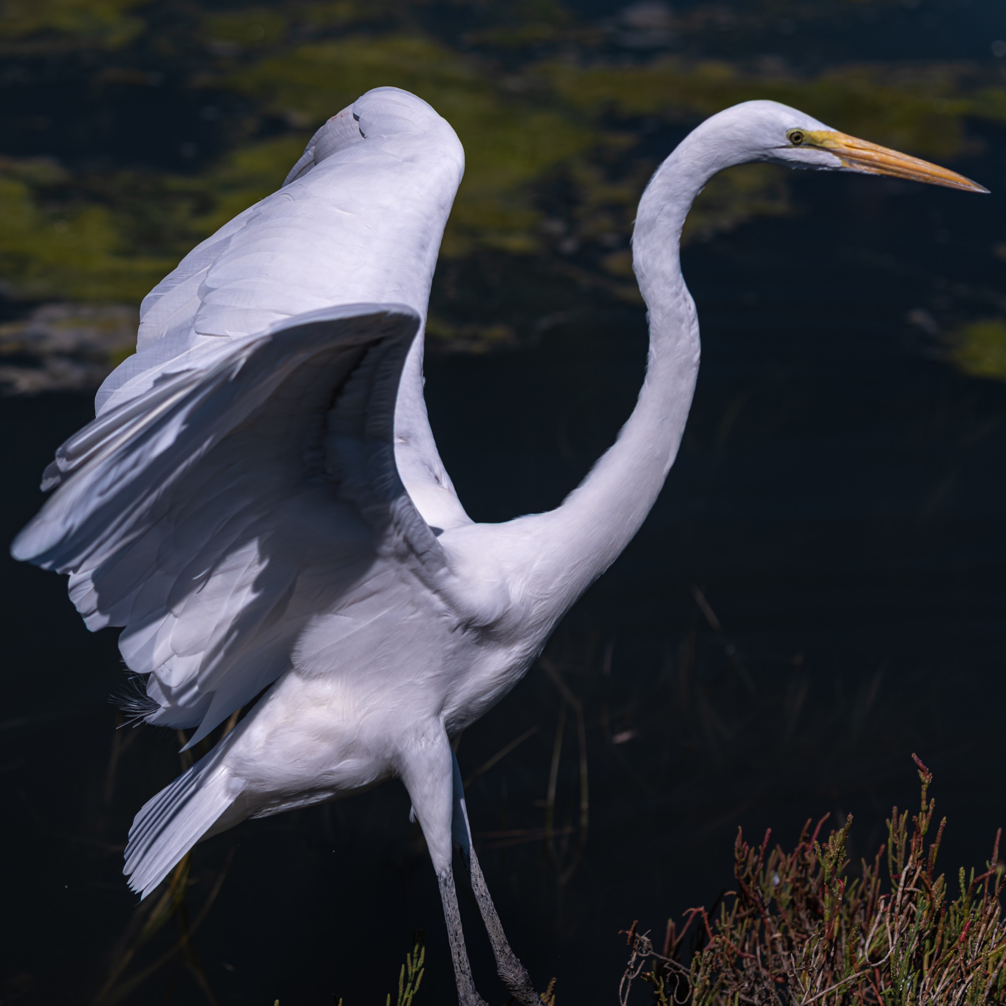A Great Egret with one wing raised and neck curved, standing in shallow water with dark green vegetation behind it.