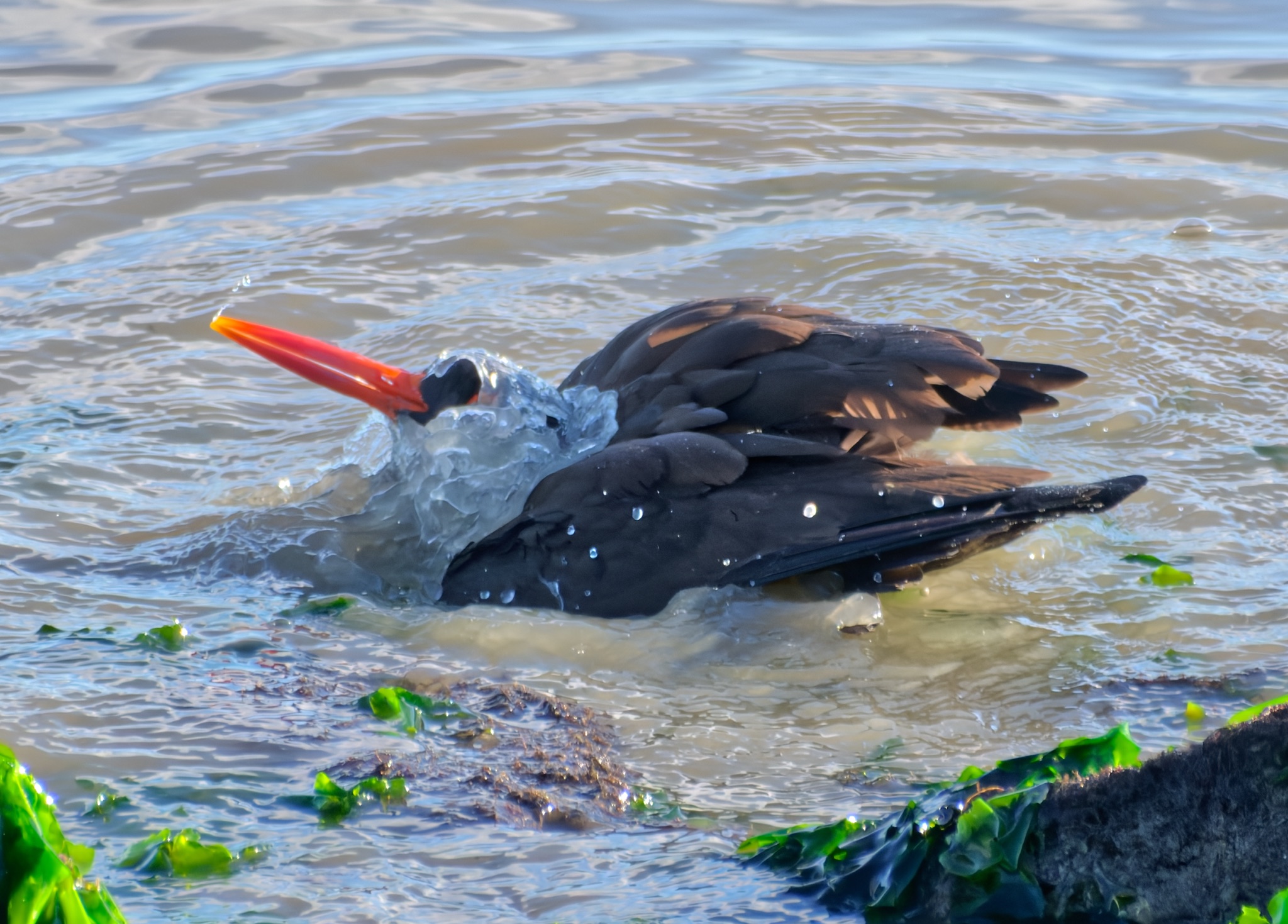 A Black Oystercatcher with a bright orange beak splashes through shallow water, its dark wings spread wide as it moves.
