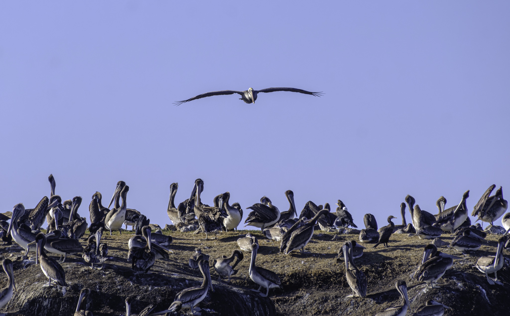 A brown pelican glides through a clear blue sky above a large colony of brown pelicans gathered on a rocky outcrop.