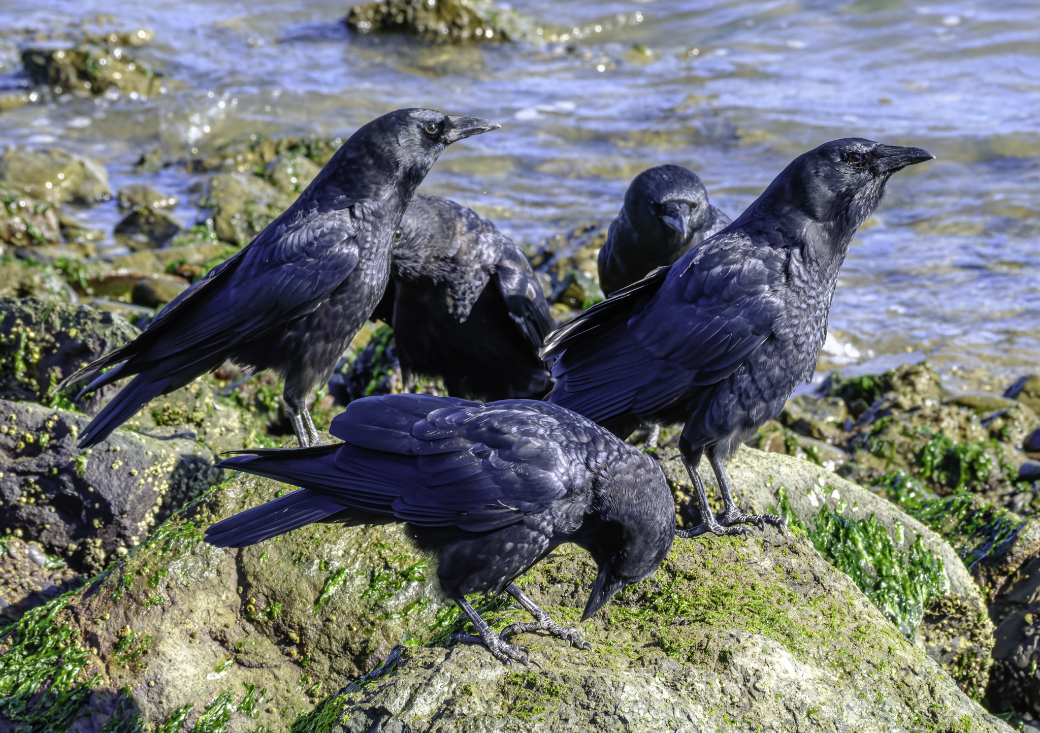 Four American crows stand on mossy rocks at the water's edge, with one bird pecking at the surface.