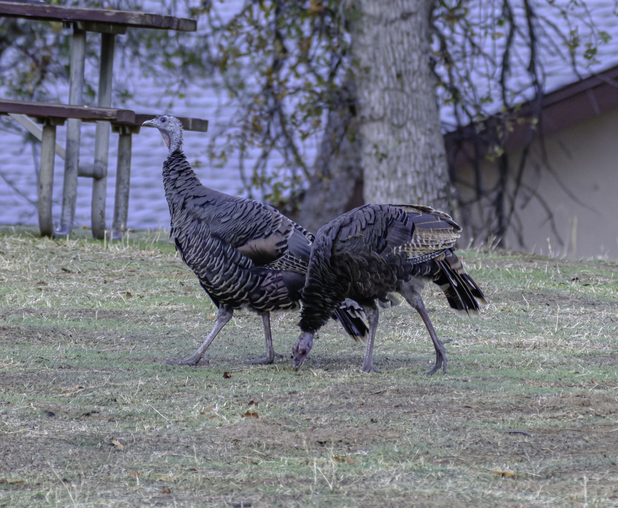 Two wild turkeys forage on a patch of dry grass near a wooden picnic table and a large tree.