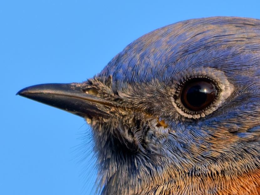 A close-up profile of a Western Bluebird's head, showing its dark eye, beak, and blue-gray feathers against a clear blue sky.