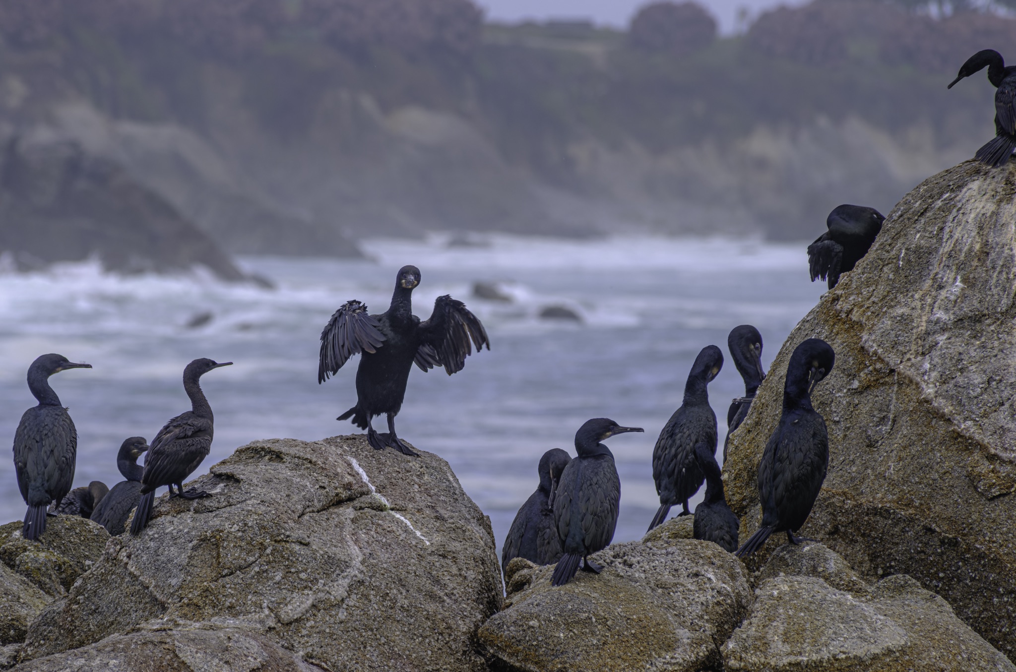 A group of Brandt's Cormorants perched on coastal rocks, with one in the center spreading its wings wide.