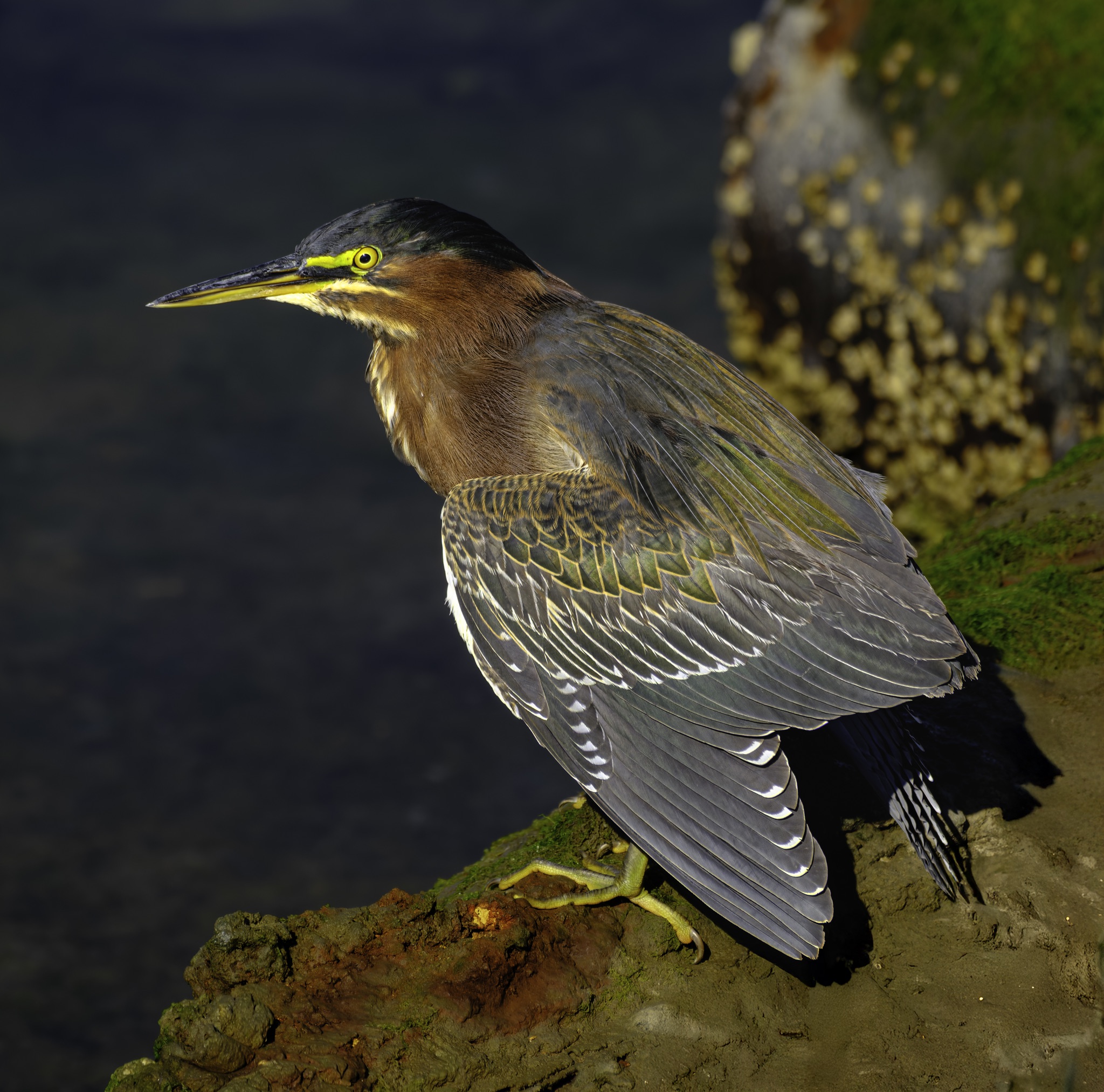 A green heron perches on a mossy rock, its wings folded and yellow eyes alert against a dark background.